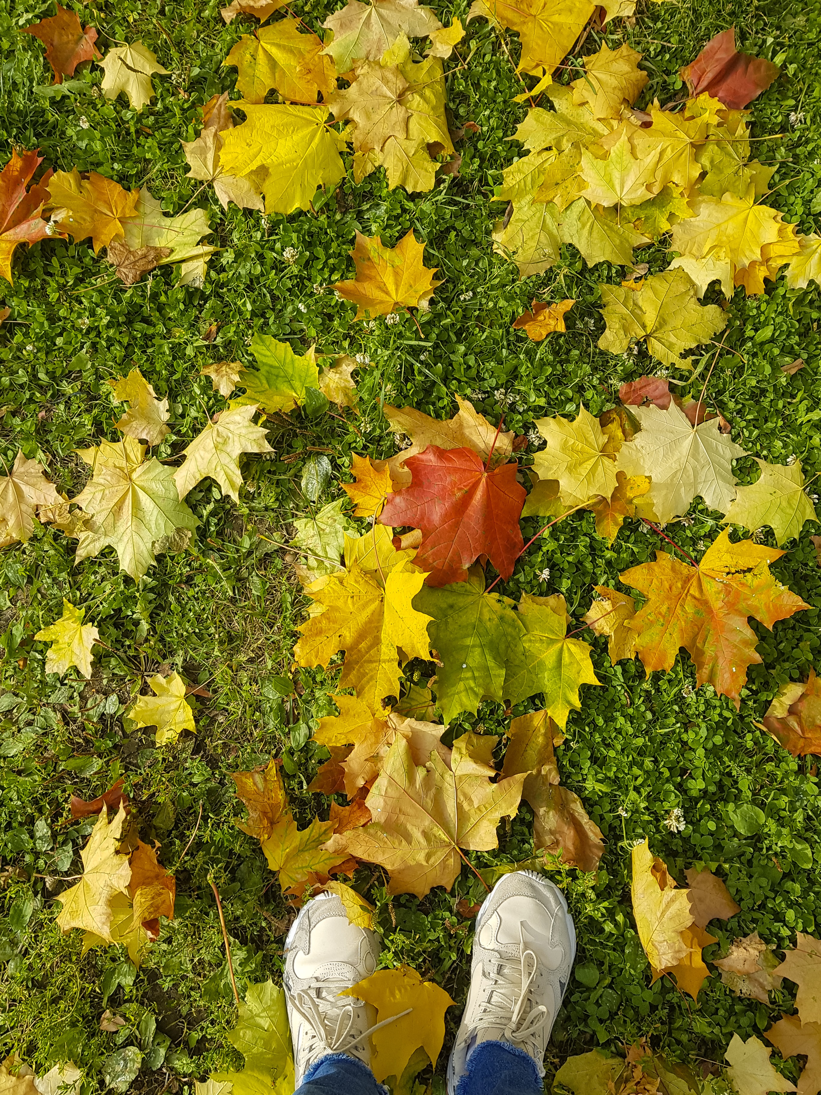 wallpapers legs, grass, autumn, leaves, miscellanea, miscellaneous, sneakers, maple