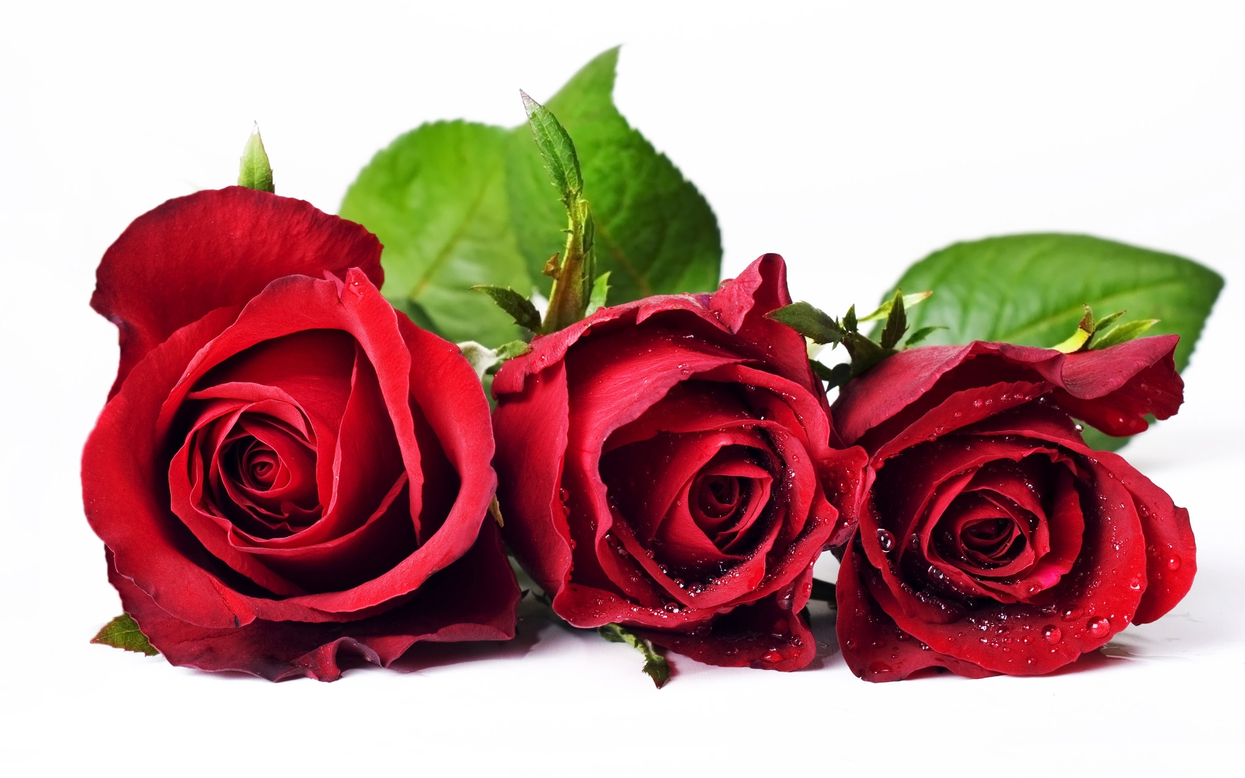 Цветы Розы Красные