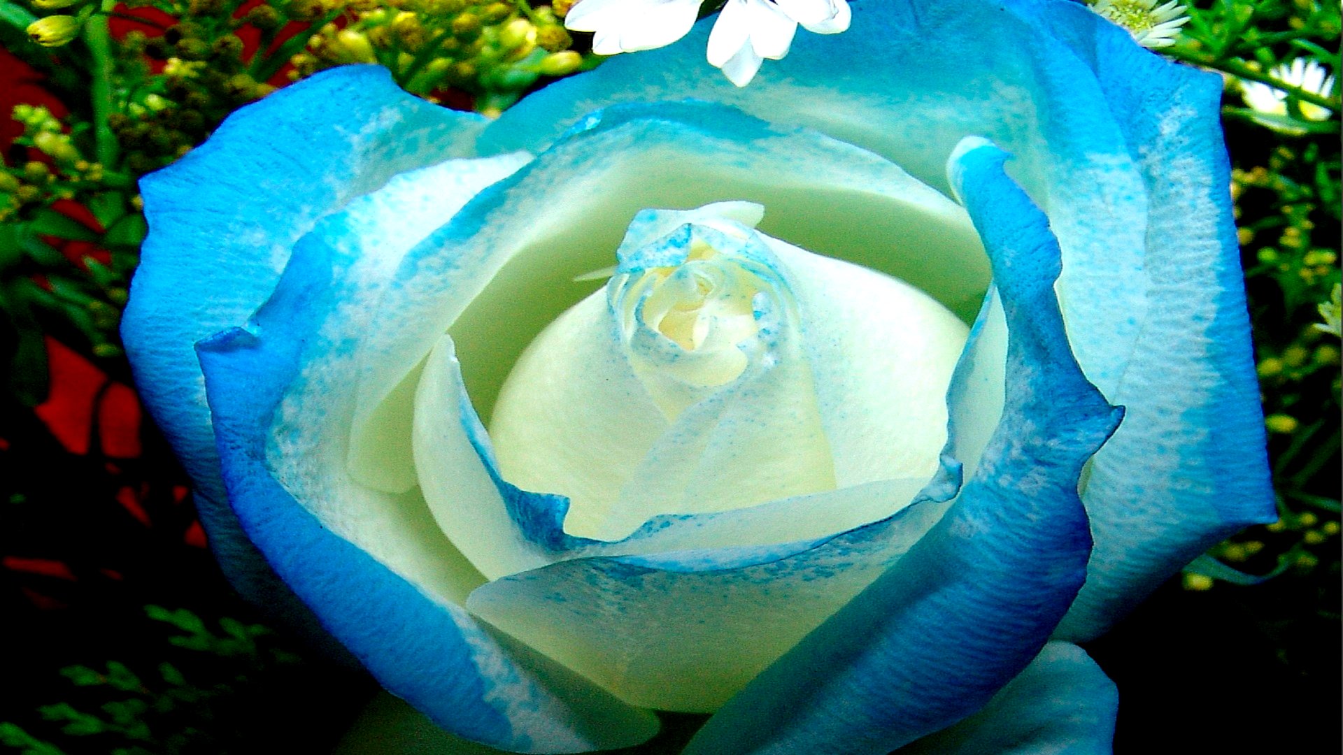 Роза голубая симфония