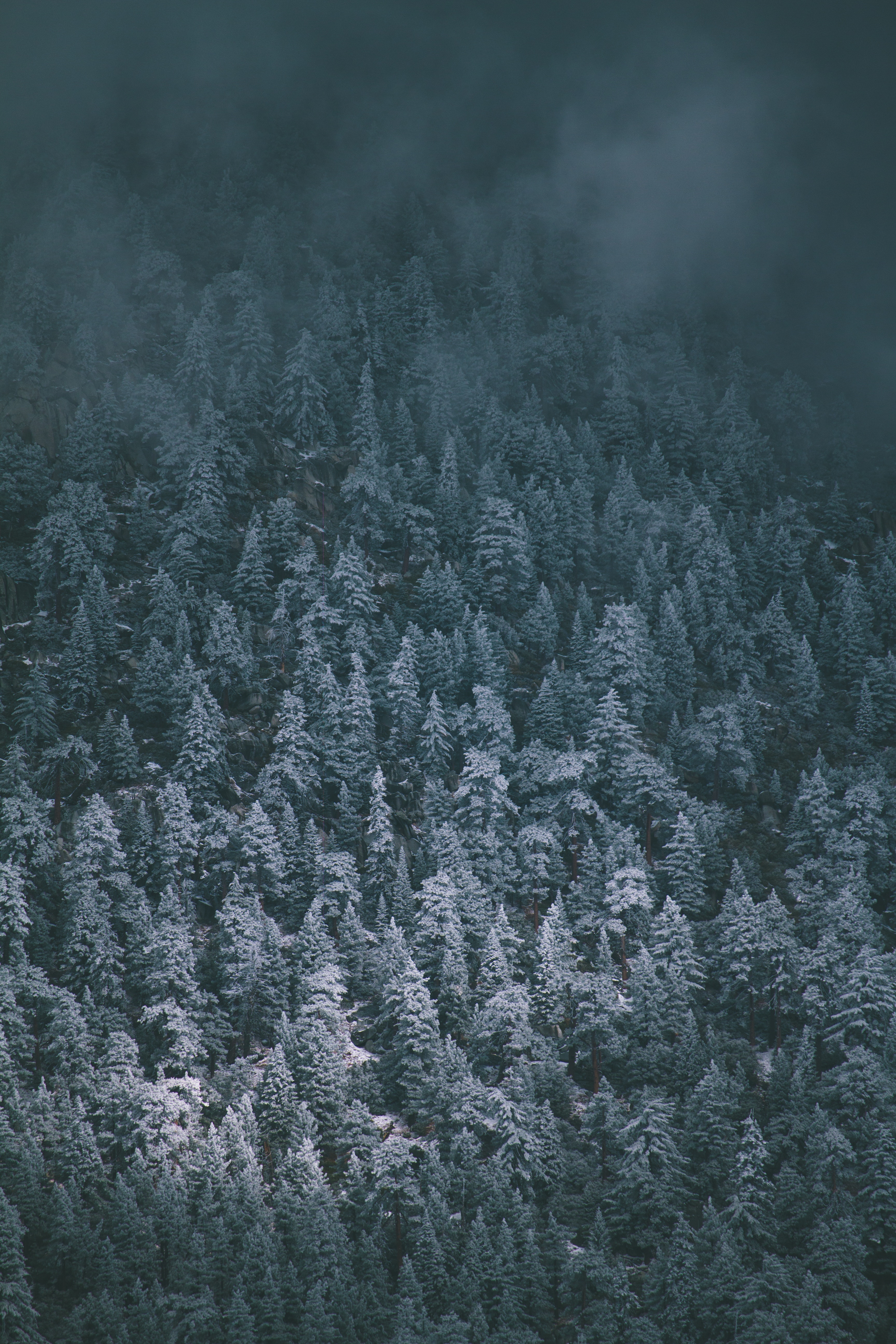 82404 descargar fondo de pantalla naturaleza, árboles, vista desde arriba, niebla, cubierto de nieve, nevado: protectores de pantalla e imágenes gratis