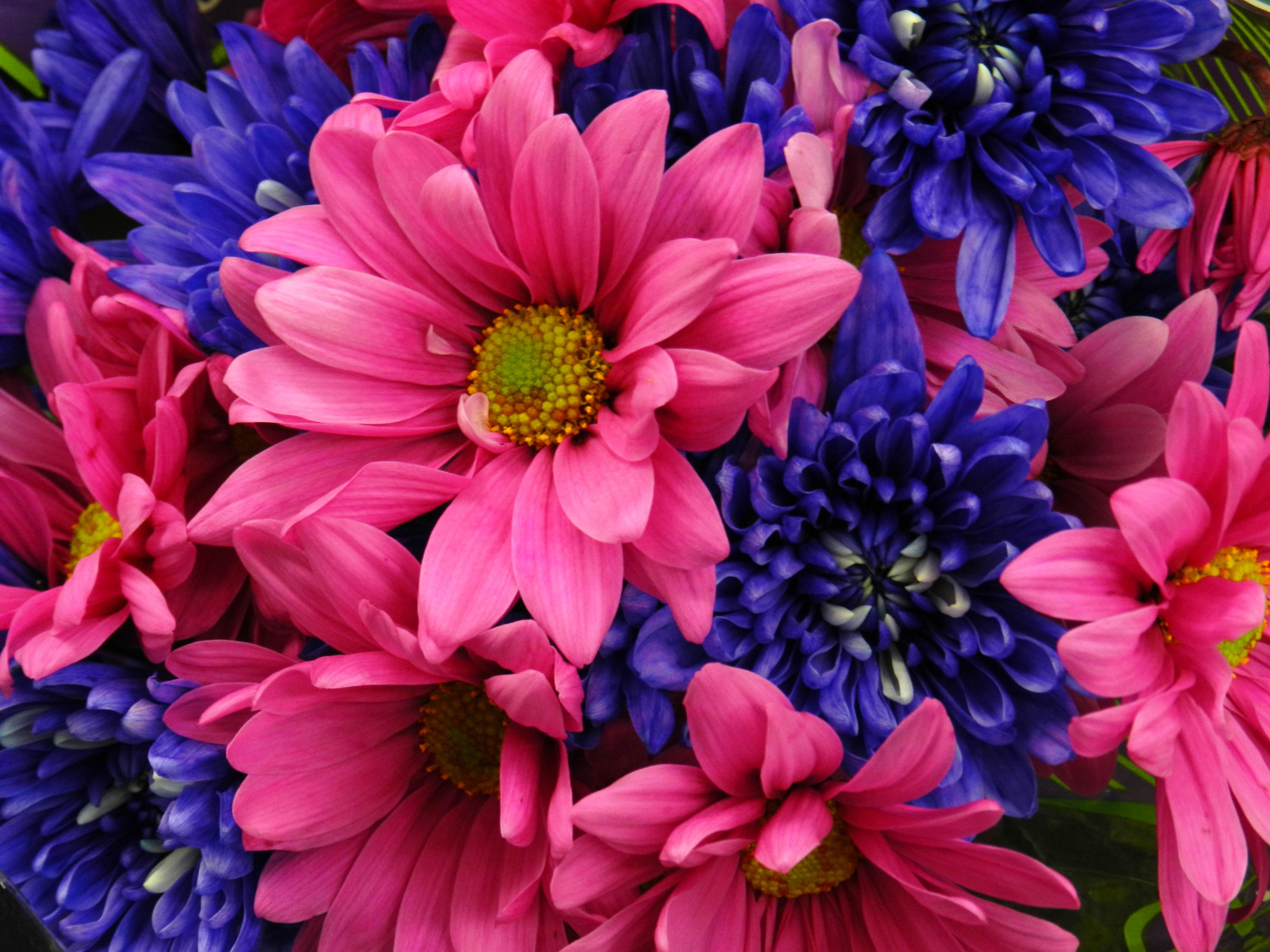 379420壁紙のダウンロード地球, 花, 青い花, 閉じる, ダリア, デイジー, ピンクの花, フラワーズ-スクリーンセーバーと写真を無料で
