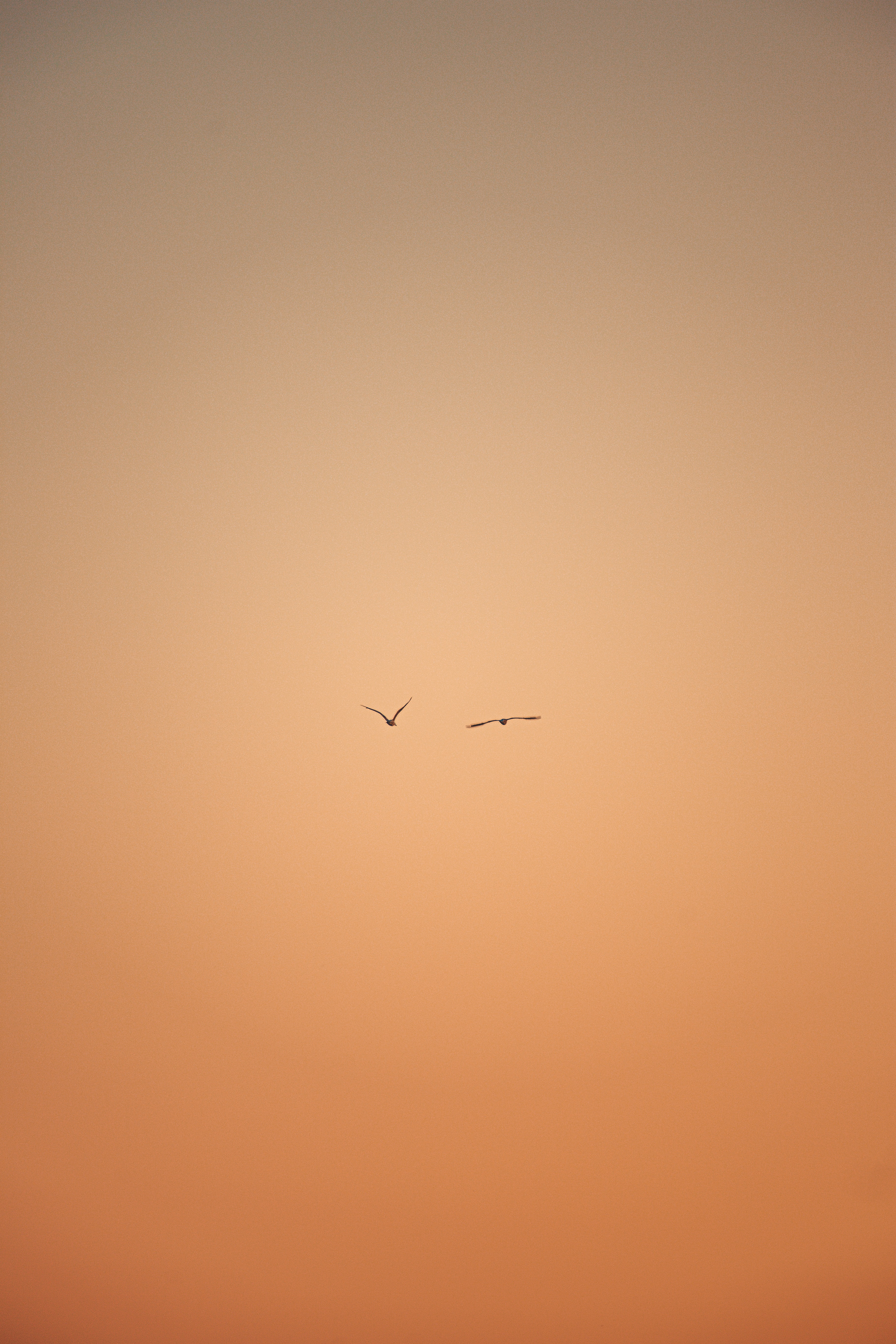 Download mobile wallpaper Sky, Flight, Birds, Minimalism for free.