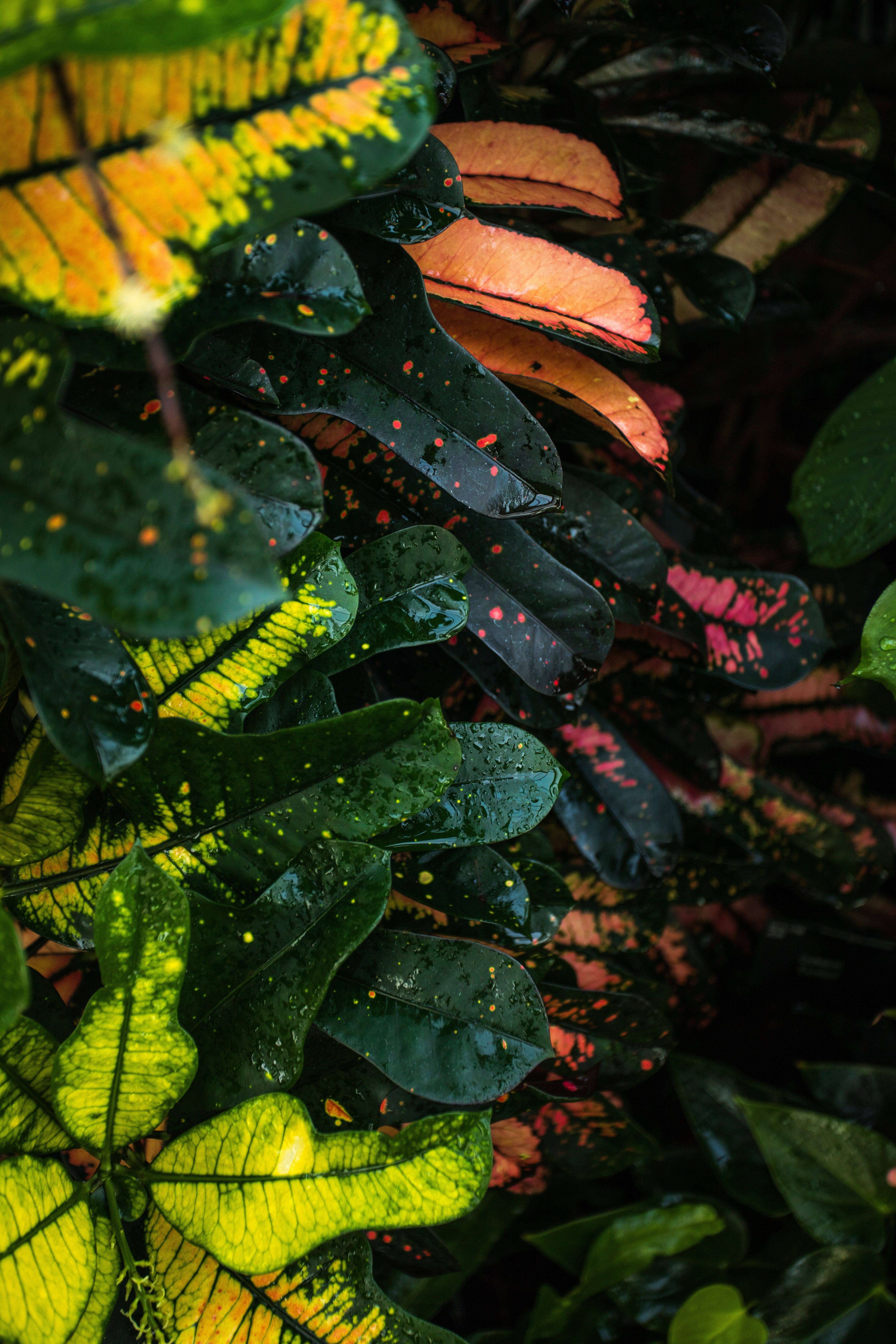 drops, leaves, macro, multicolored, motley, wet, stains, spots 4K, Ultra HD