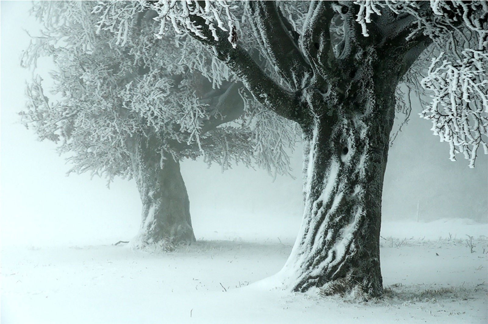 Зимний ветер 4 буквы. Побелели деревья. Winter Bliss.