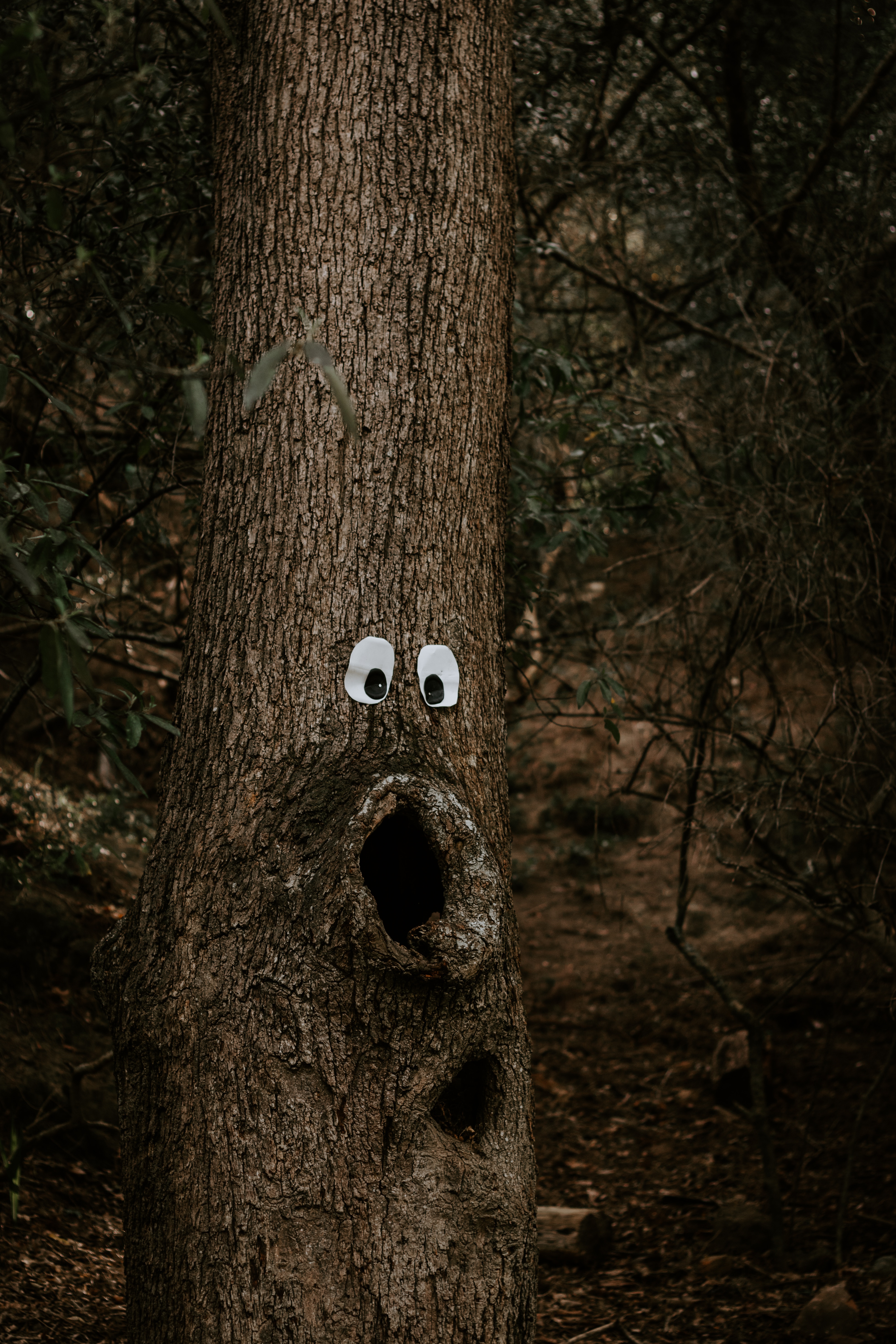 funny, miscellanea, miscellaneous, wood, tree, eyes, bark, trunk, amusingly download HD wallpaper
