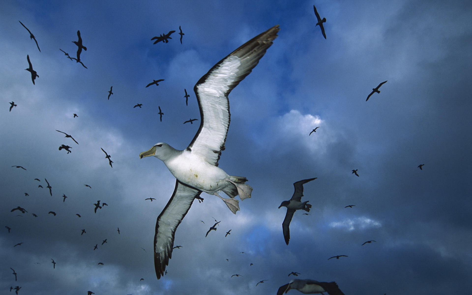 249808 Hintergrundbild herunterladen tiere, albatros, vogel, blau, fliegend, himmel, vögel - Bildschirmschoner und Bilder kostenlos