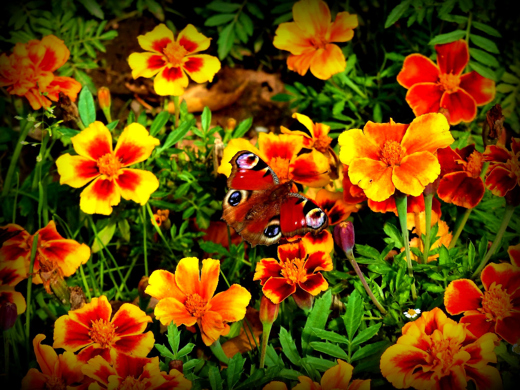 animal, butterfly, flower, marigold