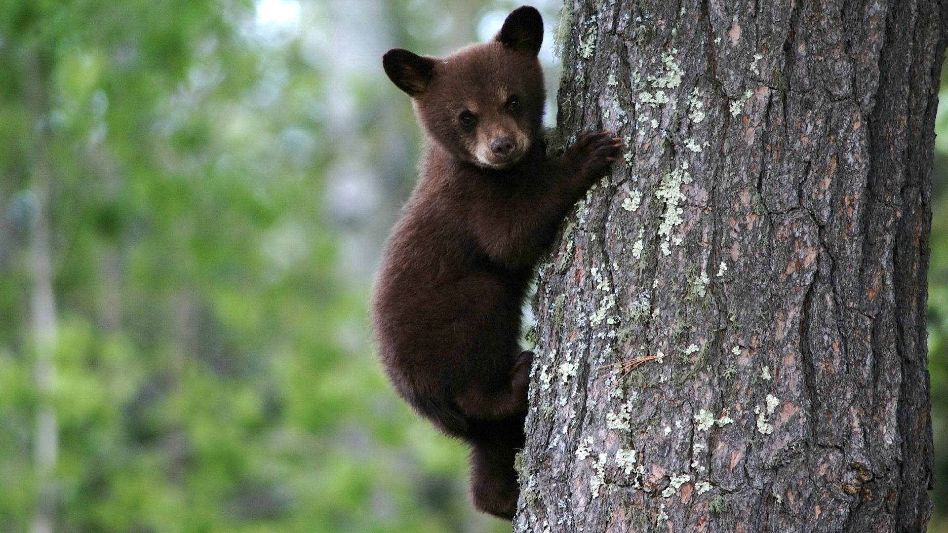 Download mobile wallpaper Young, Joey, Wood, Tree, Trunk, Animals, Bark, Bear for free.