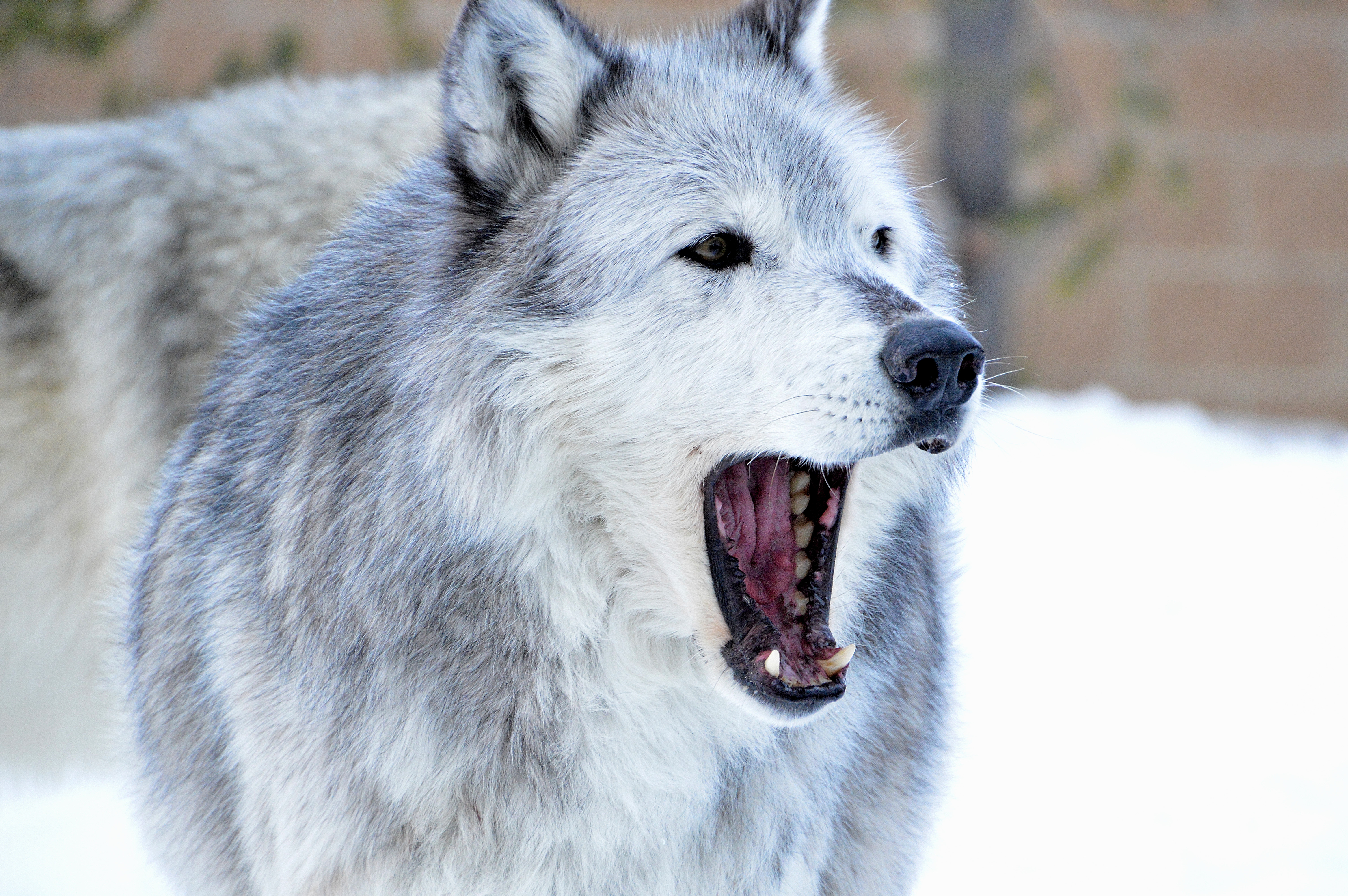 wolf, animals, predator, fangs, to fall, mouth, animal download HD wallpaper