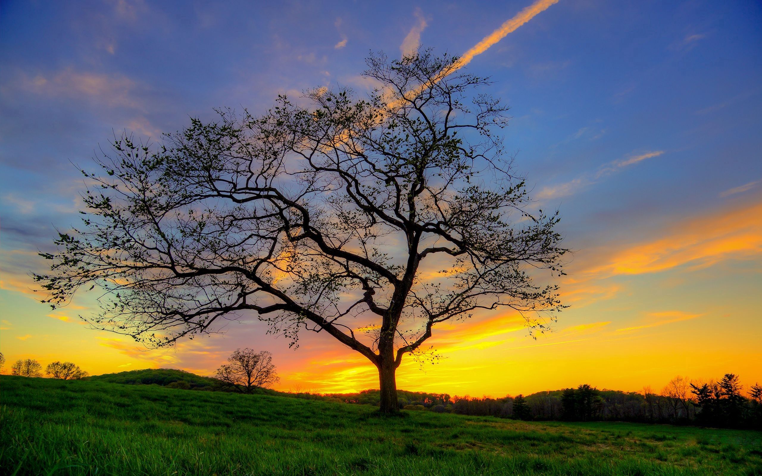 shine, tree, nature, grass, sky, sun, light, wood High Definition image