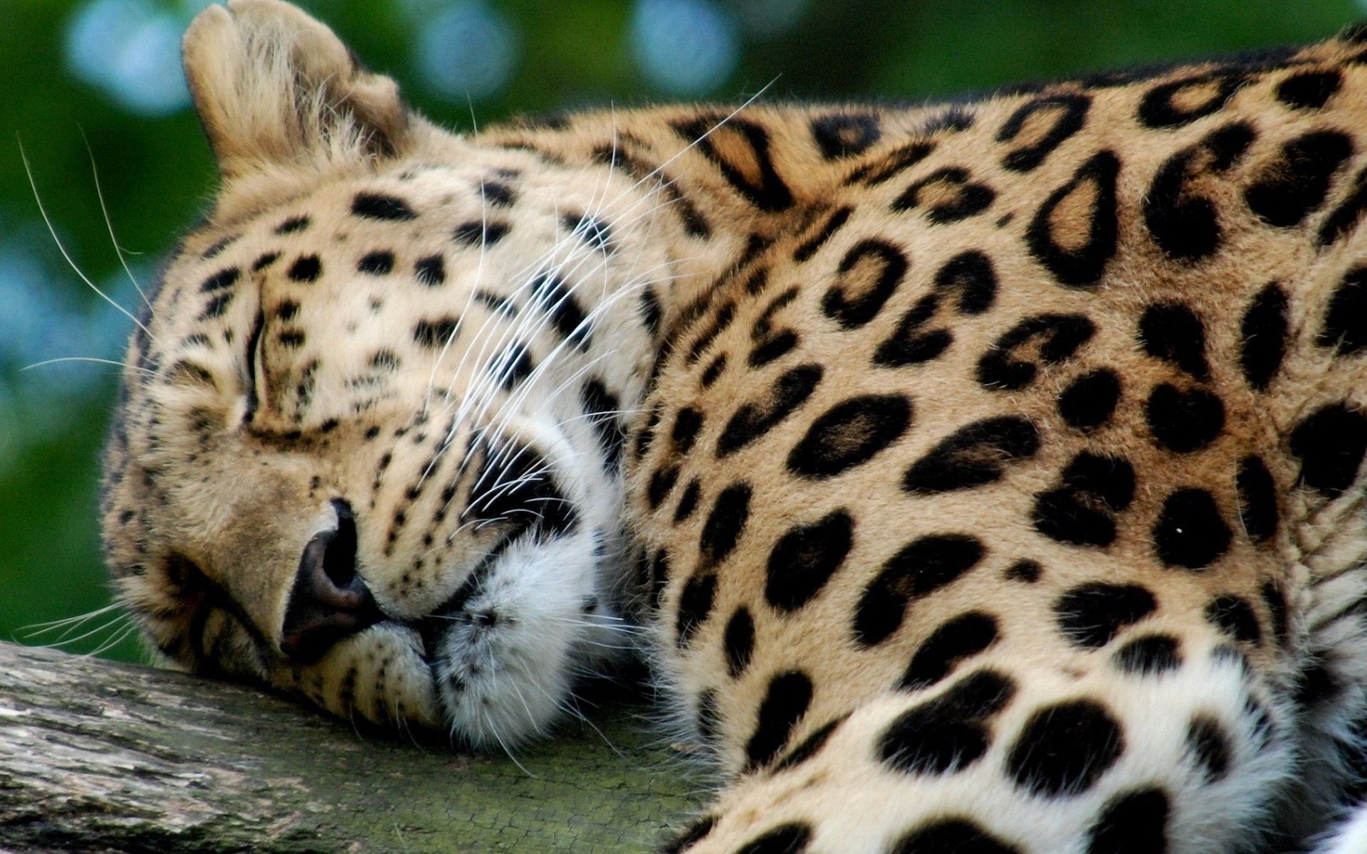 Baixar papel de parede para celular de Predador, Animais, Leopardo, Dormir, Sonho, Predator, Gato Grande gratuito.