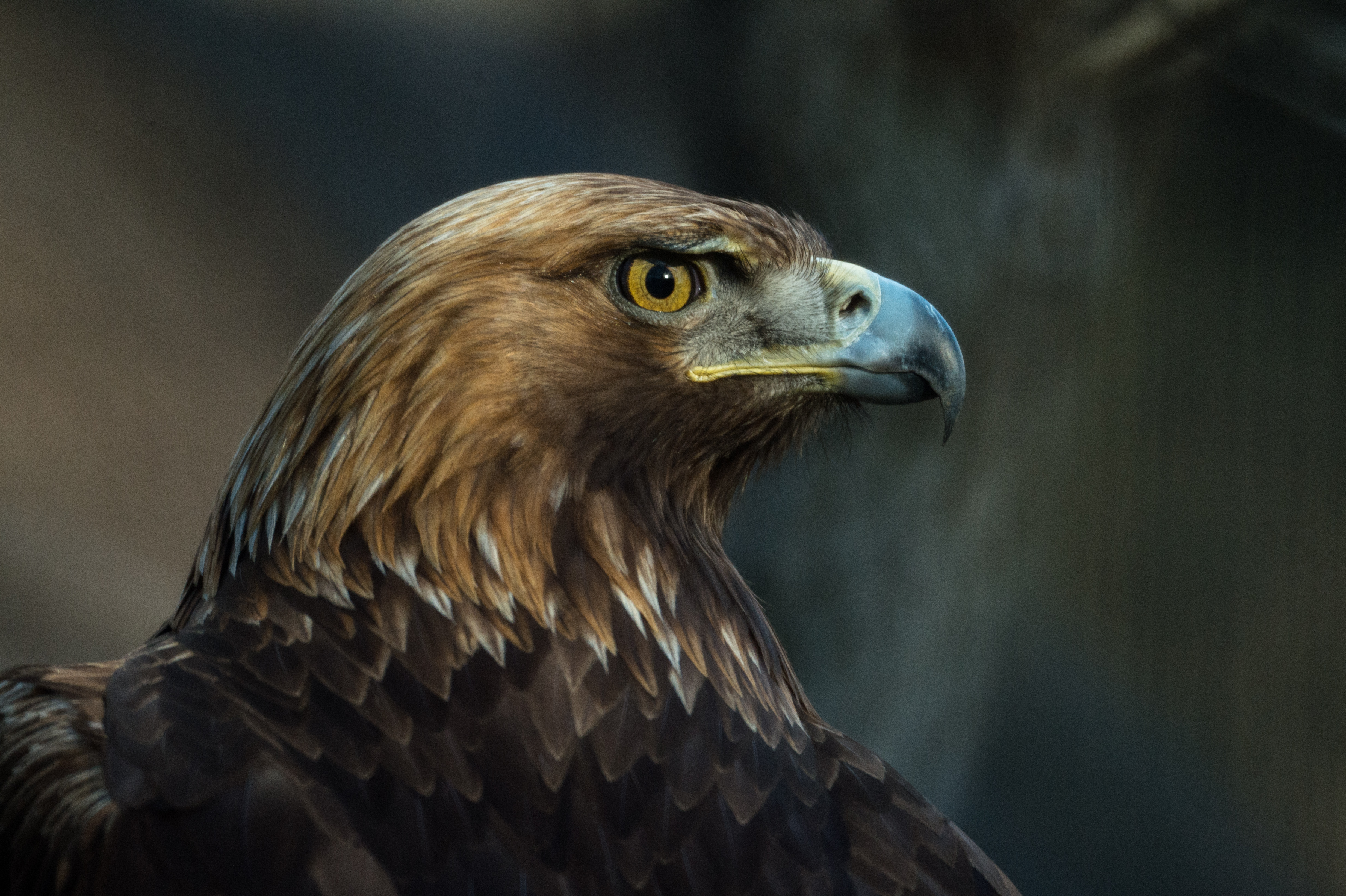 130549 descargar fondo de pantalla águila, opinión, pájaro, depredador, animales, pico, visión: protectores de pantalla e imágenes gratis