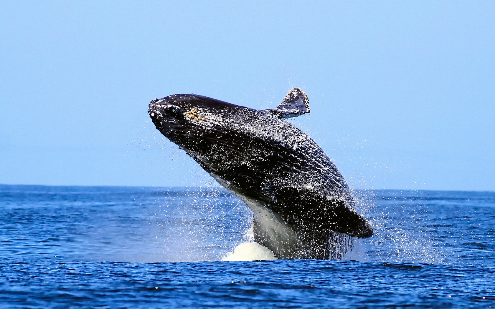 577922 télécharger l'image baleine, animaux, baleine à bosse, violation - fonds d'écran et économiseurs d'écran gratuits