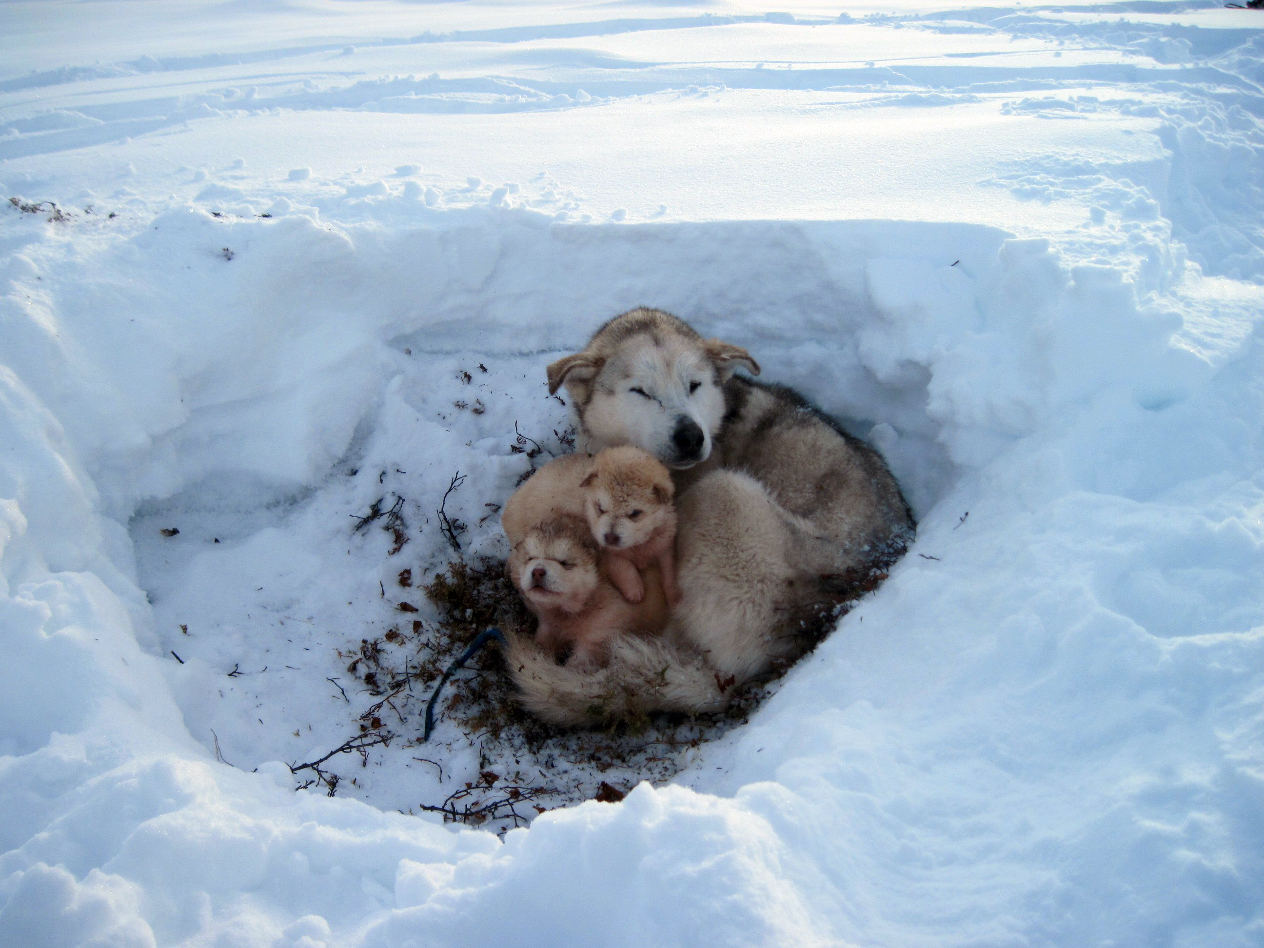 Бродячие собаки зимой