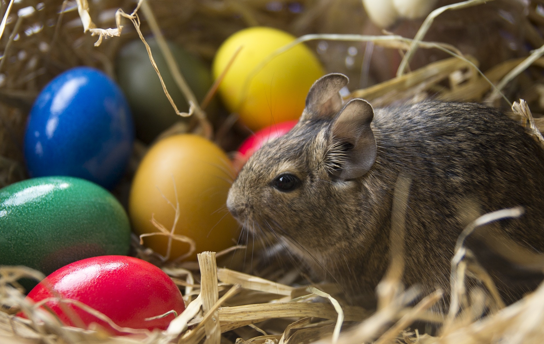 easter, animals, eggs, rabbit