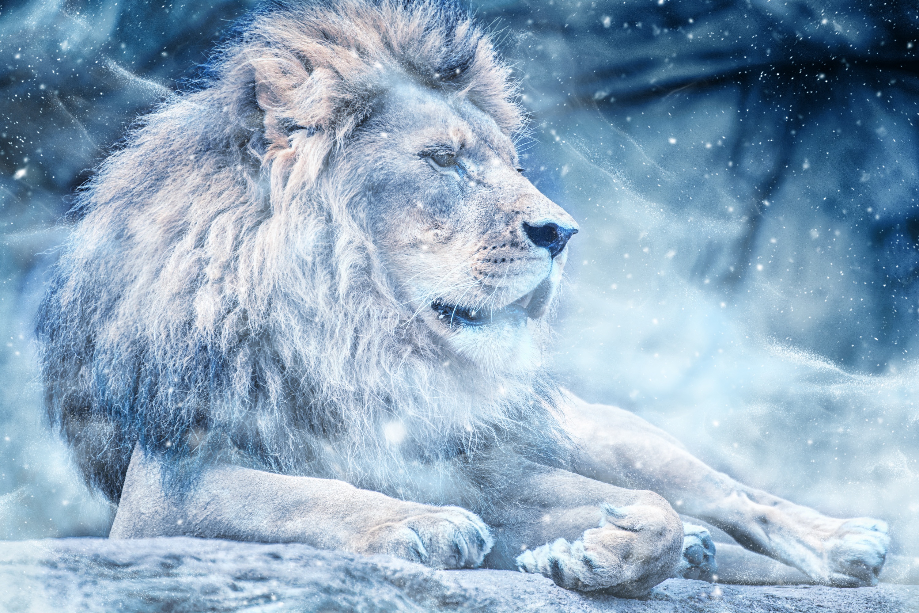 115798 скачать обои лев, большая кошка, снег, царь зверей, животные - заставки и картинки бесплатно