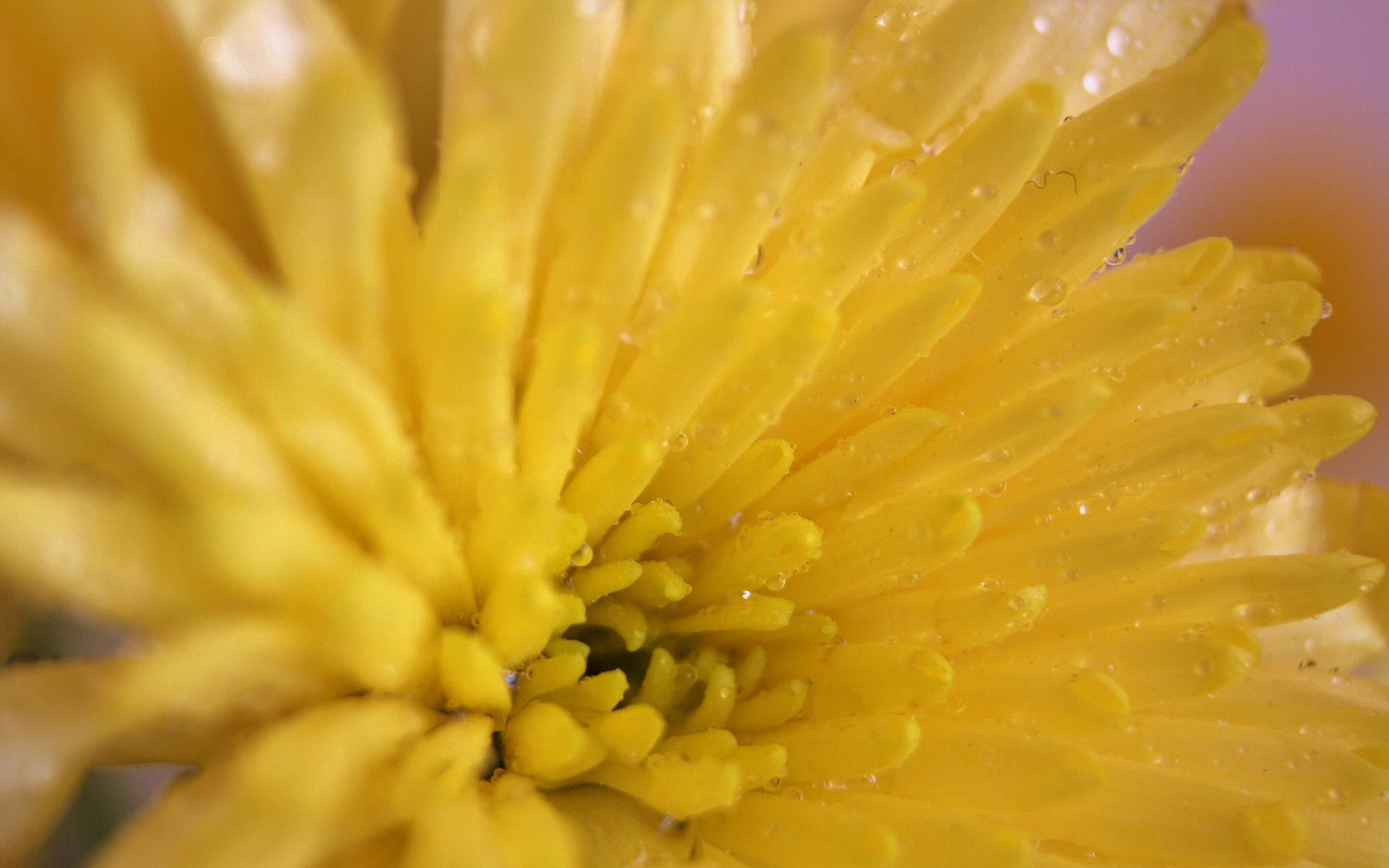 122214 Bildschirmschoner und Hintergrundbilder Chrysantheme auf Ihrem Telefon. Laden Sie  Bilder kostenlos herunter
