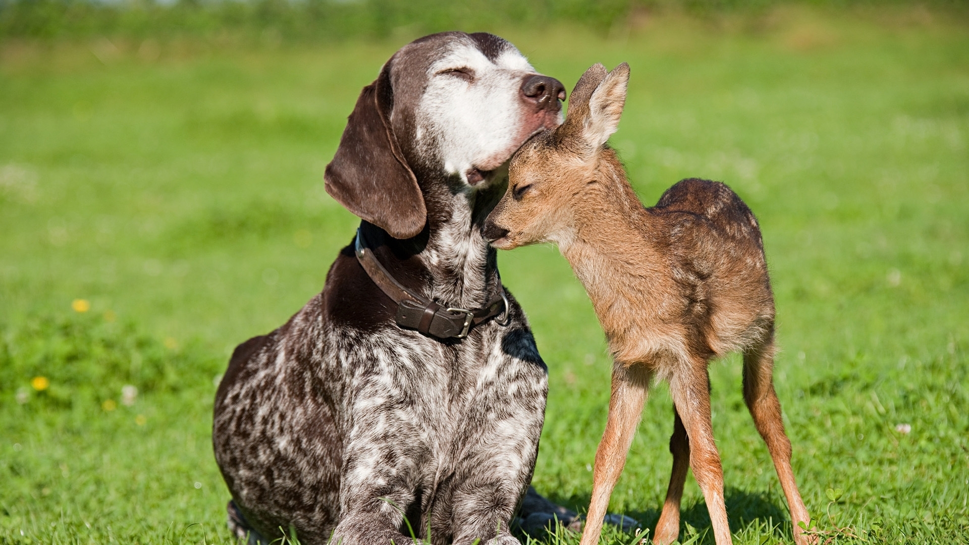 animals, dogs, deers Free Stock Photo