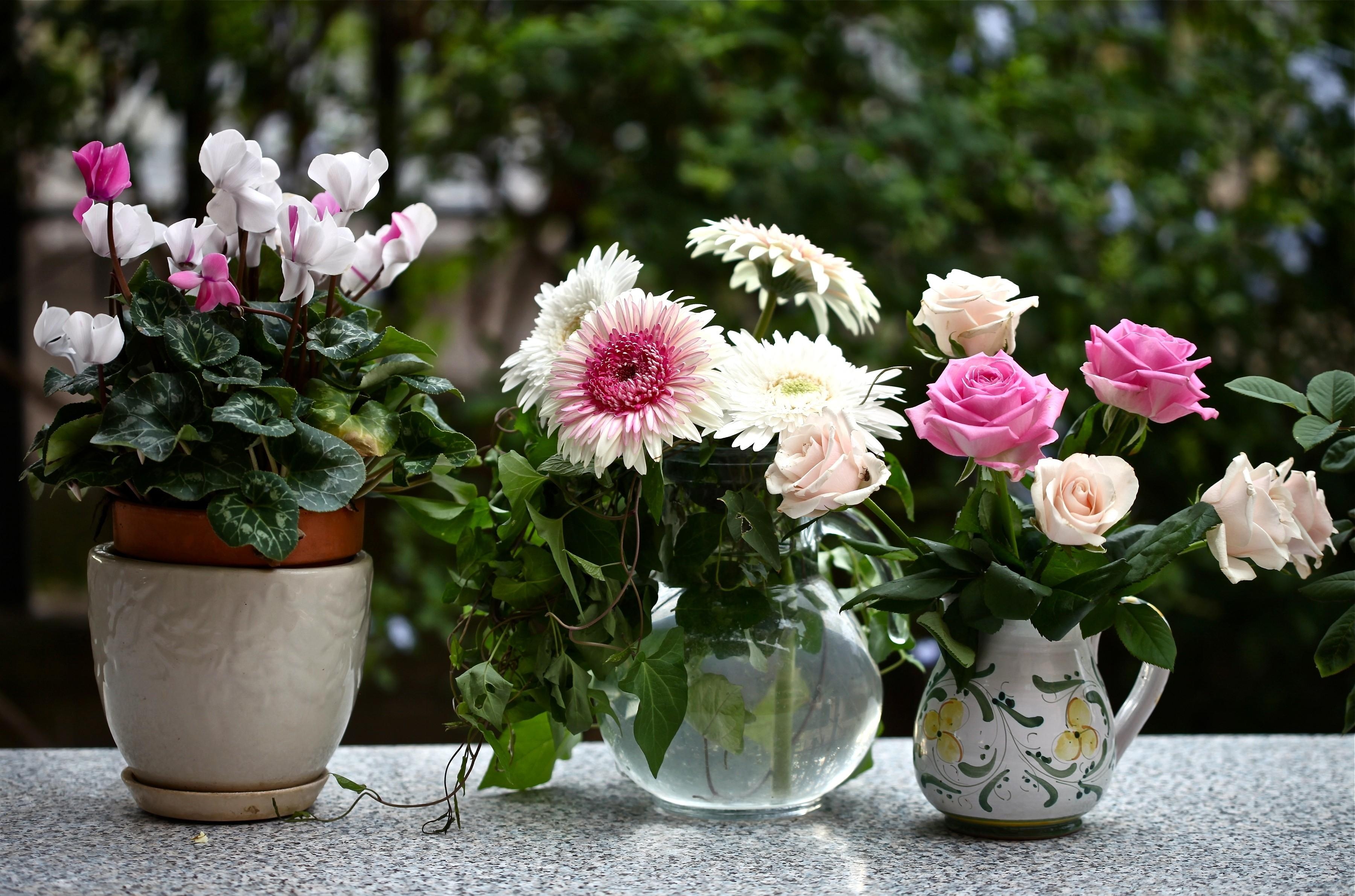 Laden Sie das Gerbera, Topf, Krüge, Alpenveilchen, Blumen, Roses-Bild kostenlos auf Ihren PC-Desktop herunter