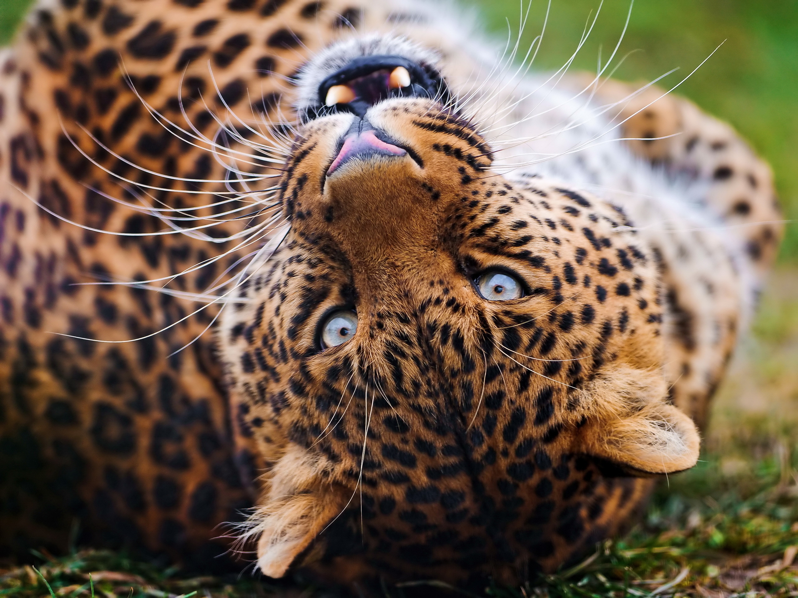 109075 Hintergrundbild herunterladen tiere, leopard, grinsen, grin, schnauze, gefleckt, fleckig, raubtier, predator, große katze, big cat - Bildschirmschoner und Bilder kostenlos