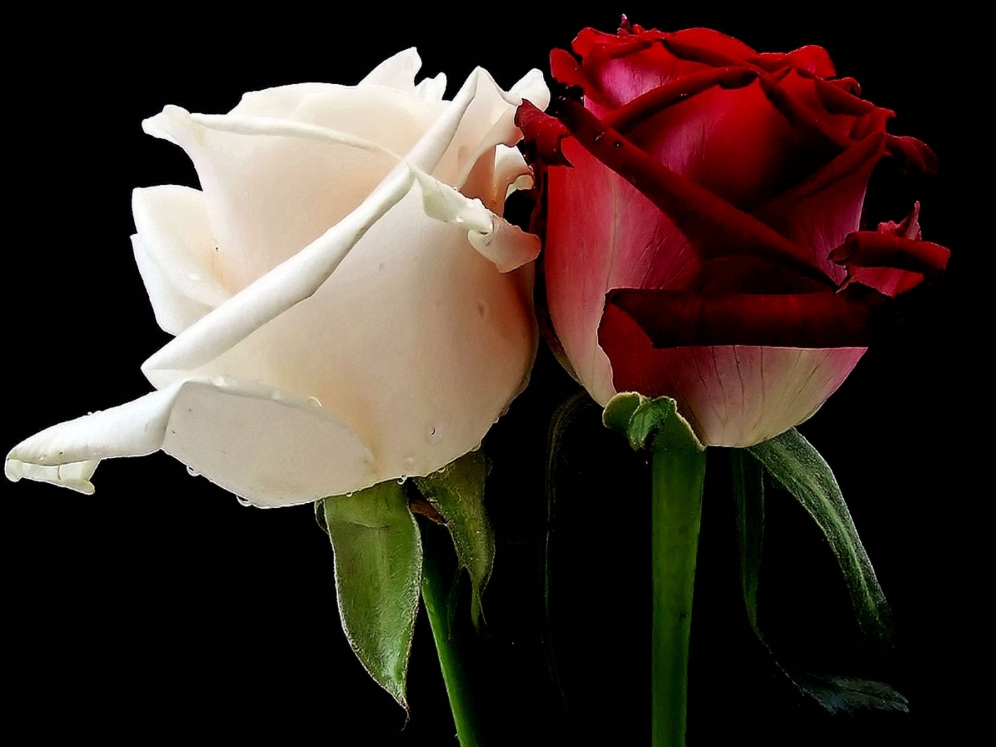 Две белые розы