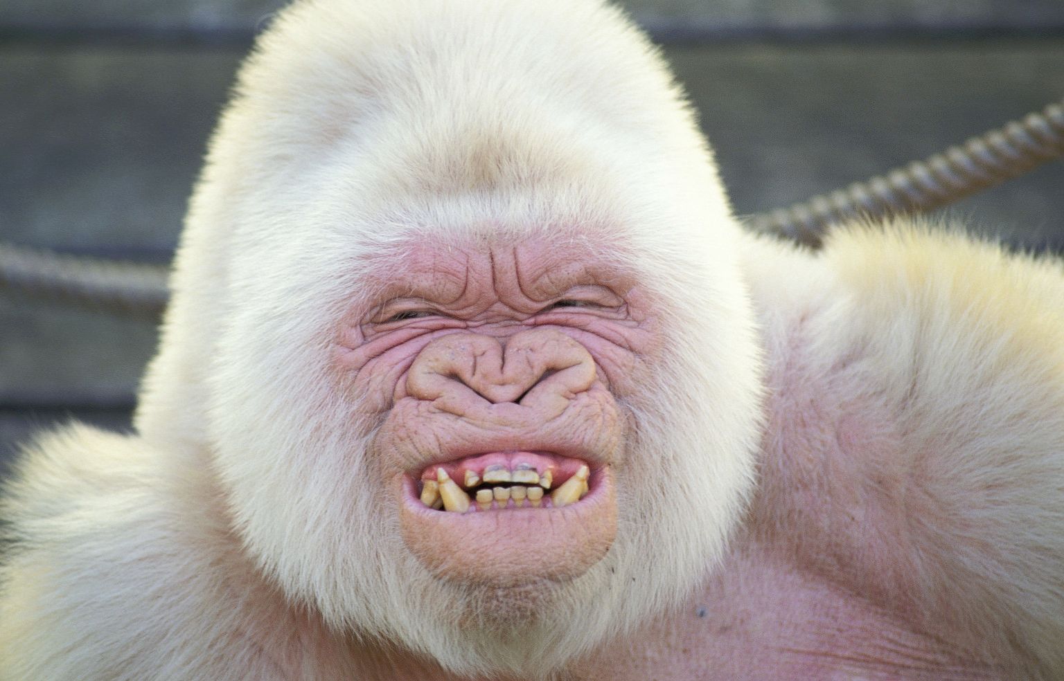 356160 скачать картинку горилла, животные, альбинос, обезьяны - обои и заставки бесплатно