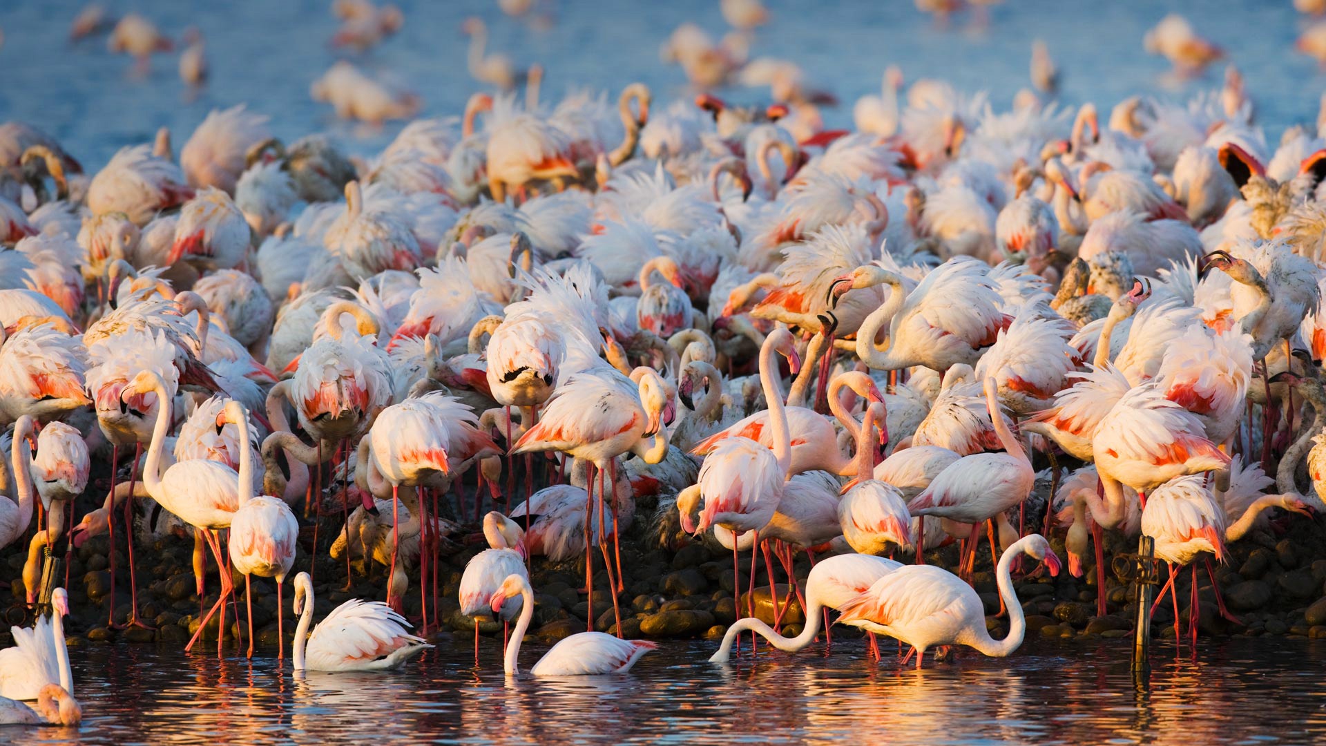 411880 Hintergrundbild herunterladen tiere, flamingo, vogel, vogelschwarm, vögel - Bildschirmschoner und Bilder kostenlos