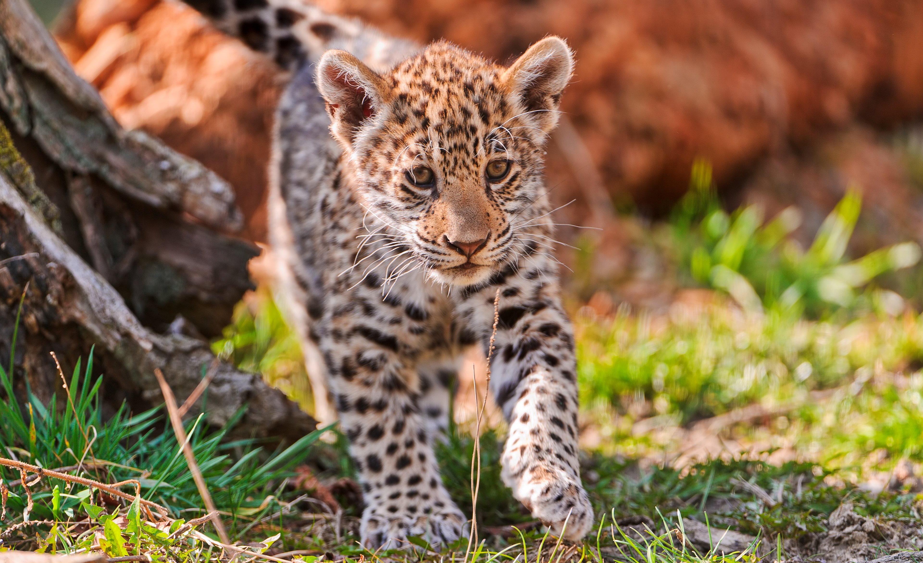 jaguar, animal, cats cell phone wallpapers