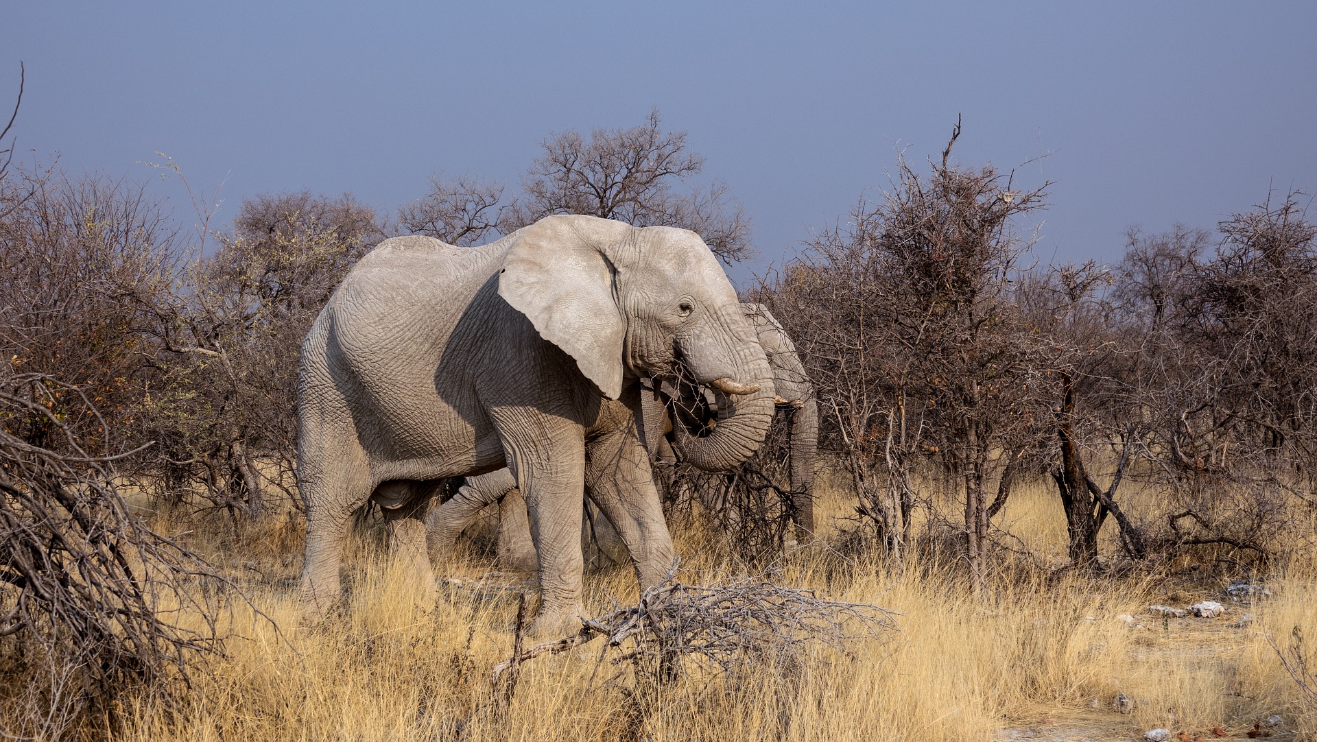 401221 Hintergrundbild herunterladen tiere, afrikanischer elefant, afrika, säugetier, elefanten - Bildschirmschoner und Bilder kostenlos