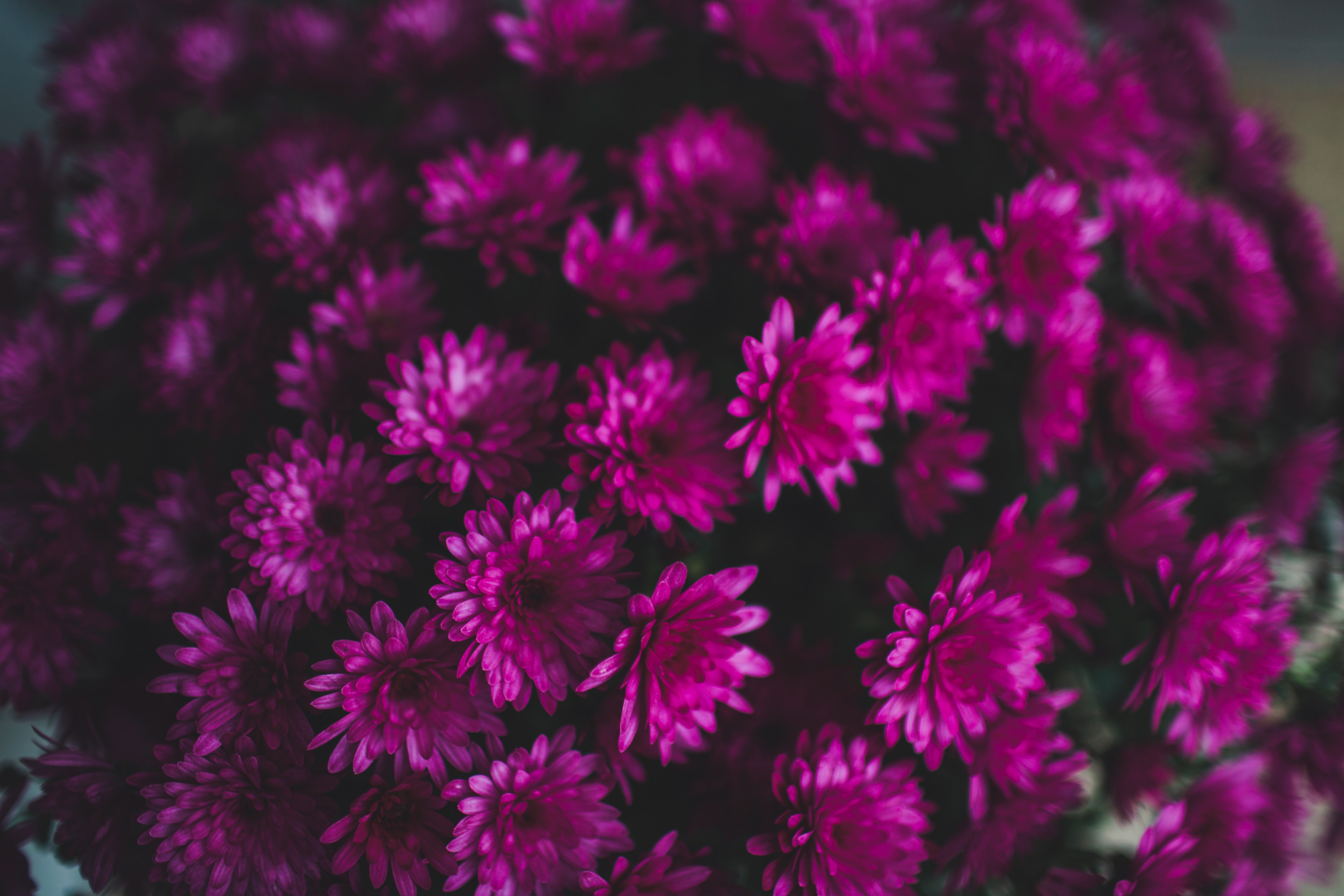 Best Mobile Chrysanthemum Backgrounds