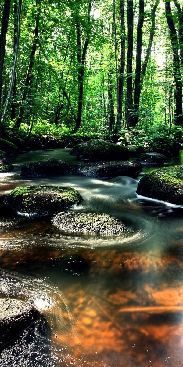 Лес и вода картинки для телефона