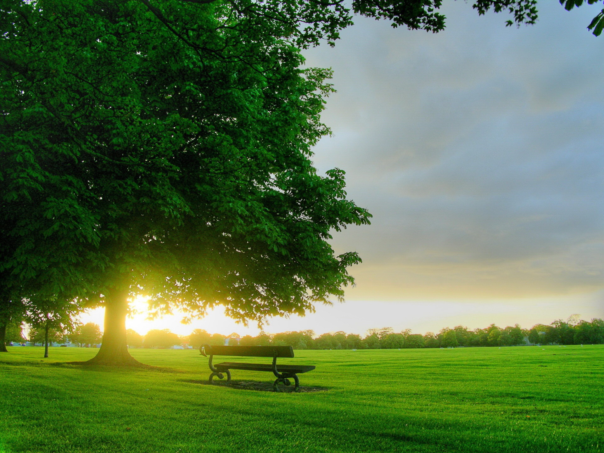 sunset, landscape, trees, grass desktop HD wallpaper