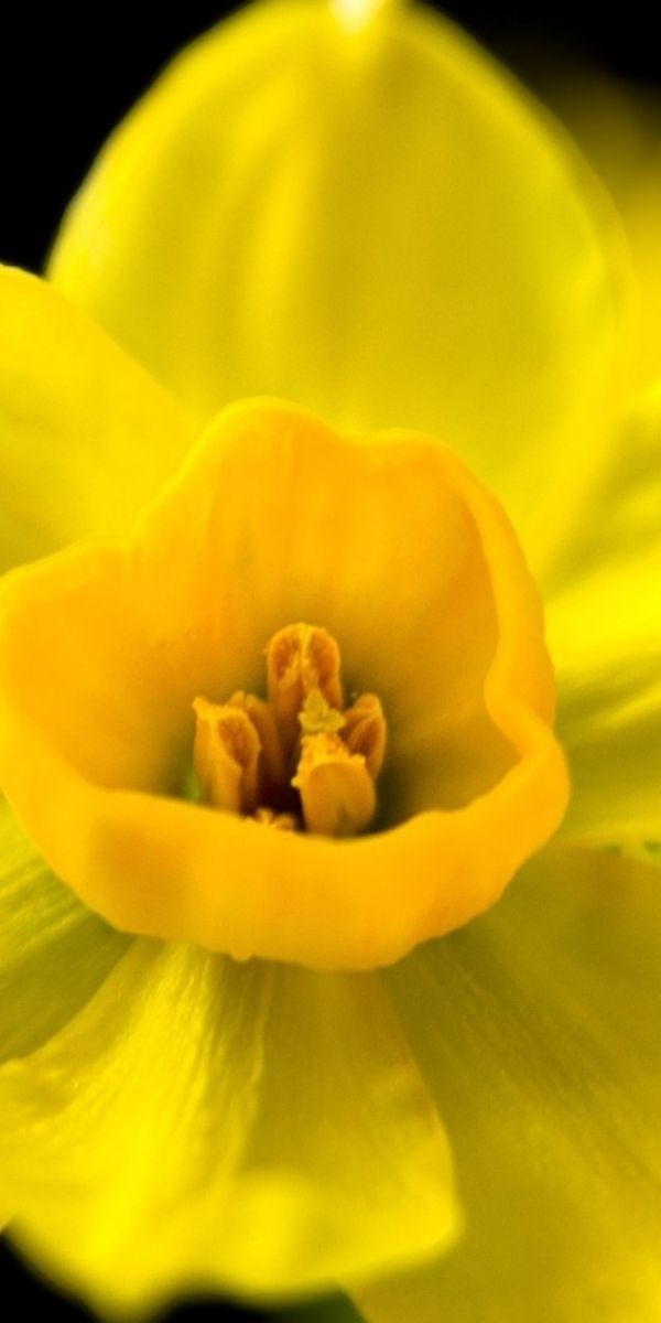 Нарцисс телефон. Желтый Нарцисс. Yellow Tamara Нарцисс. Нарцисс цветок желтый. Нарцисс жёлтый рмчунруи.