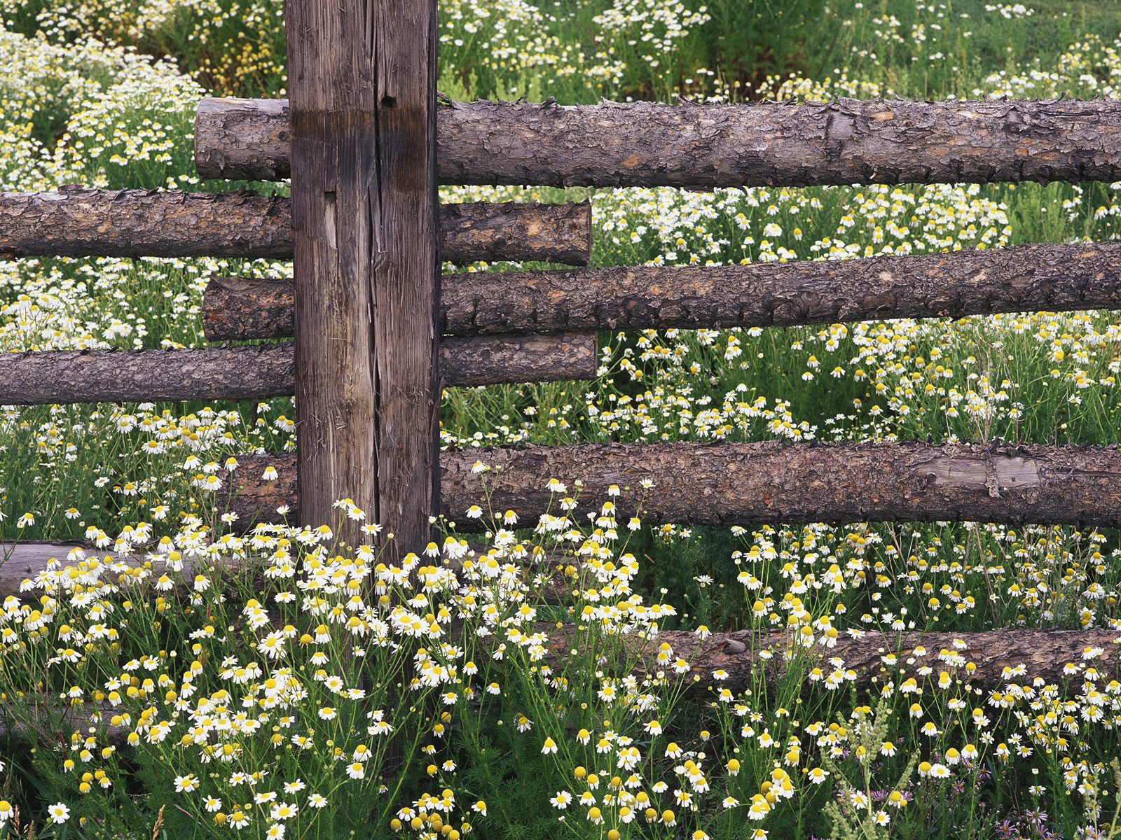 nature, camomile, field, fence, logs cell phone wallpapers
