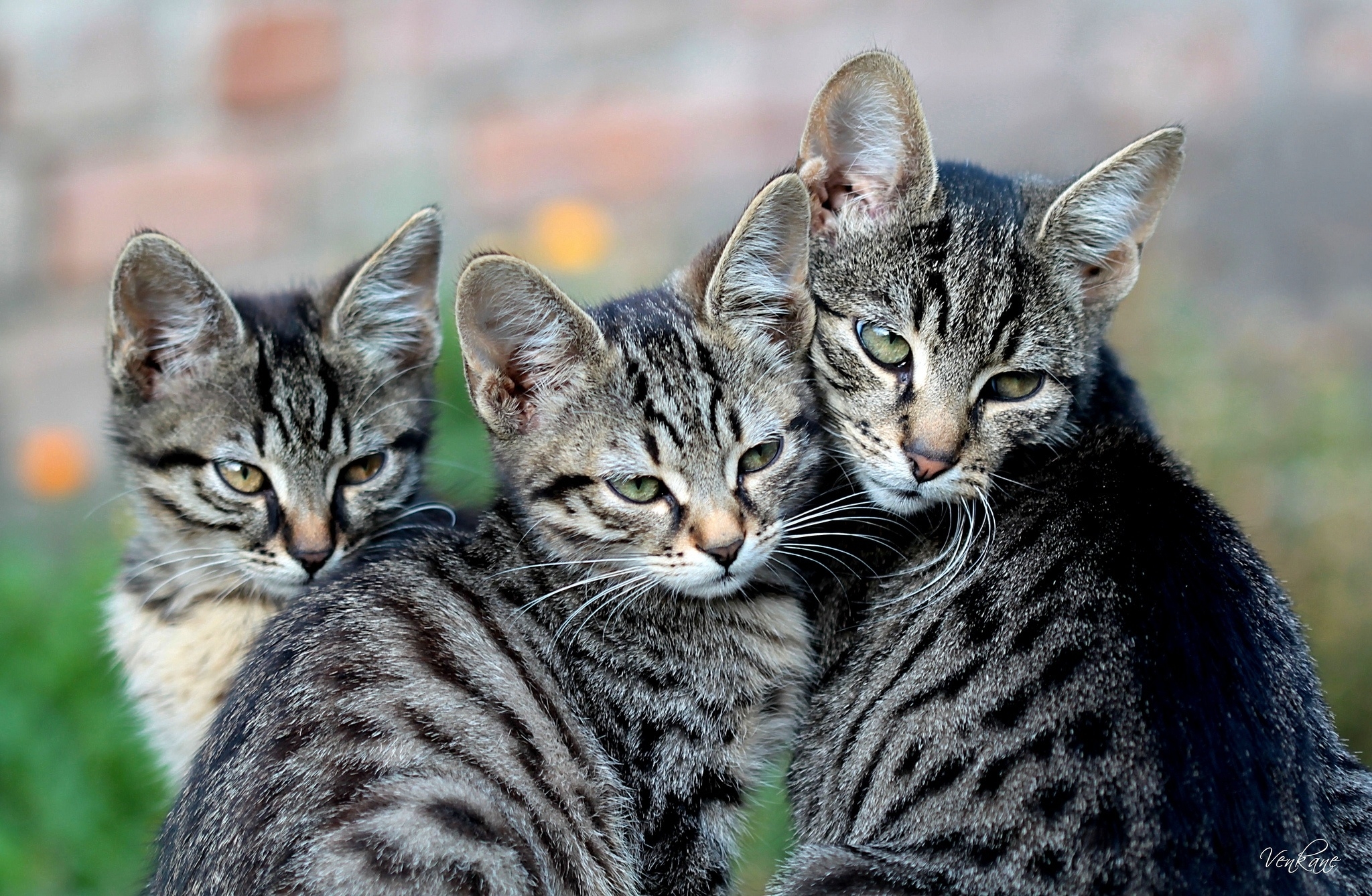 Laden Sie das Katze, Sicht, Meinung, Tiere, Kätzchen-Bild kostenlos auf Ihren PC-Desktop herunter