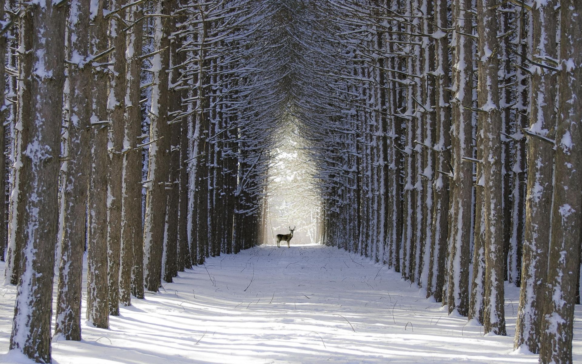 1501950画像をダウンロード動物, 鹿, バック, 道, 雪, 木, 冬-壁紙とスクリーンセーバーを無料で