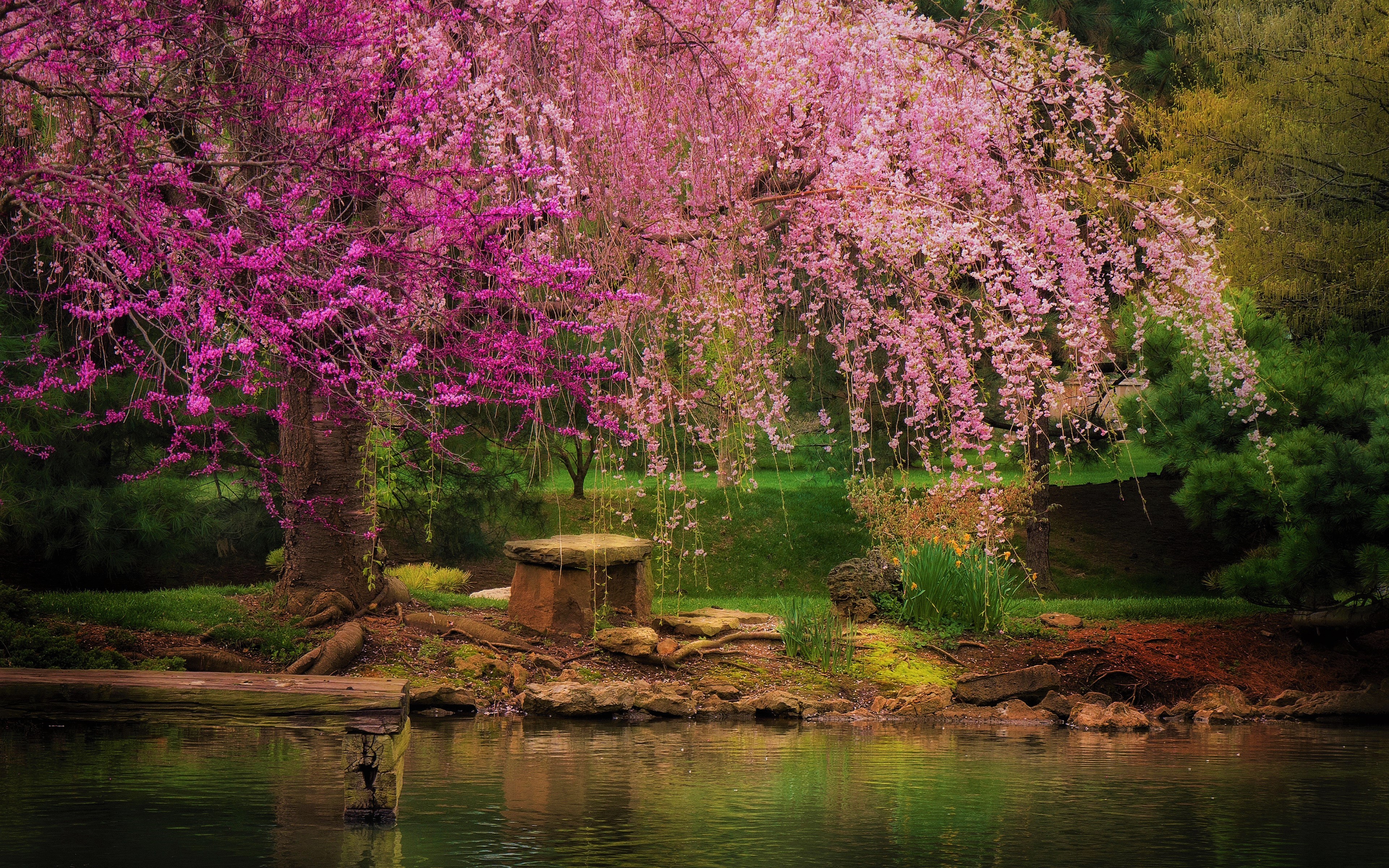 Цветущее дерево у воды