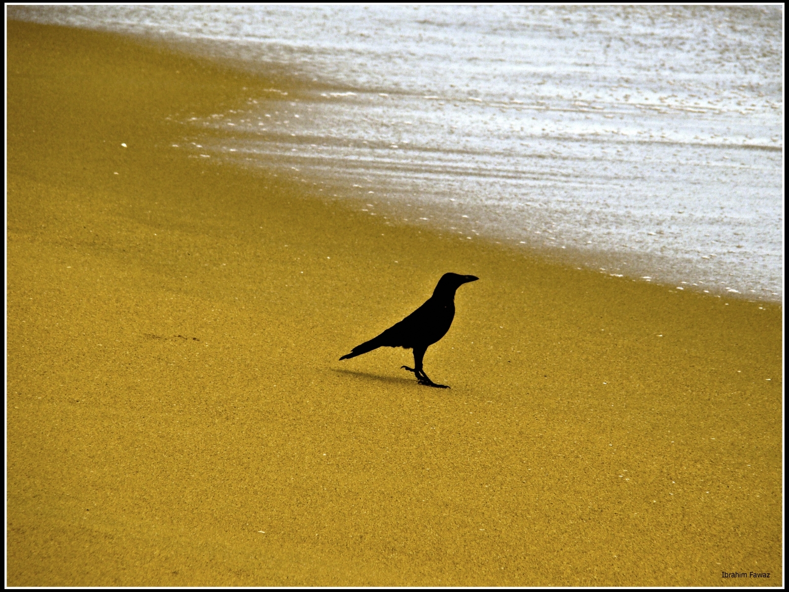 animals, birds, beach, crows, yellow Free Background