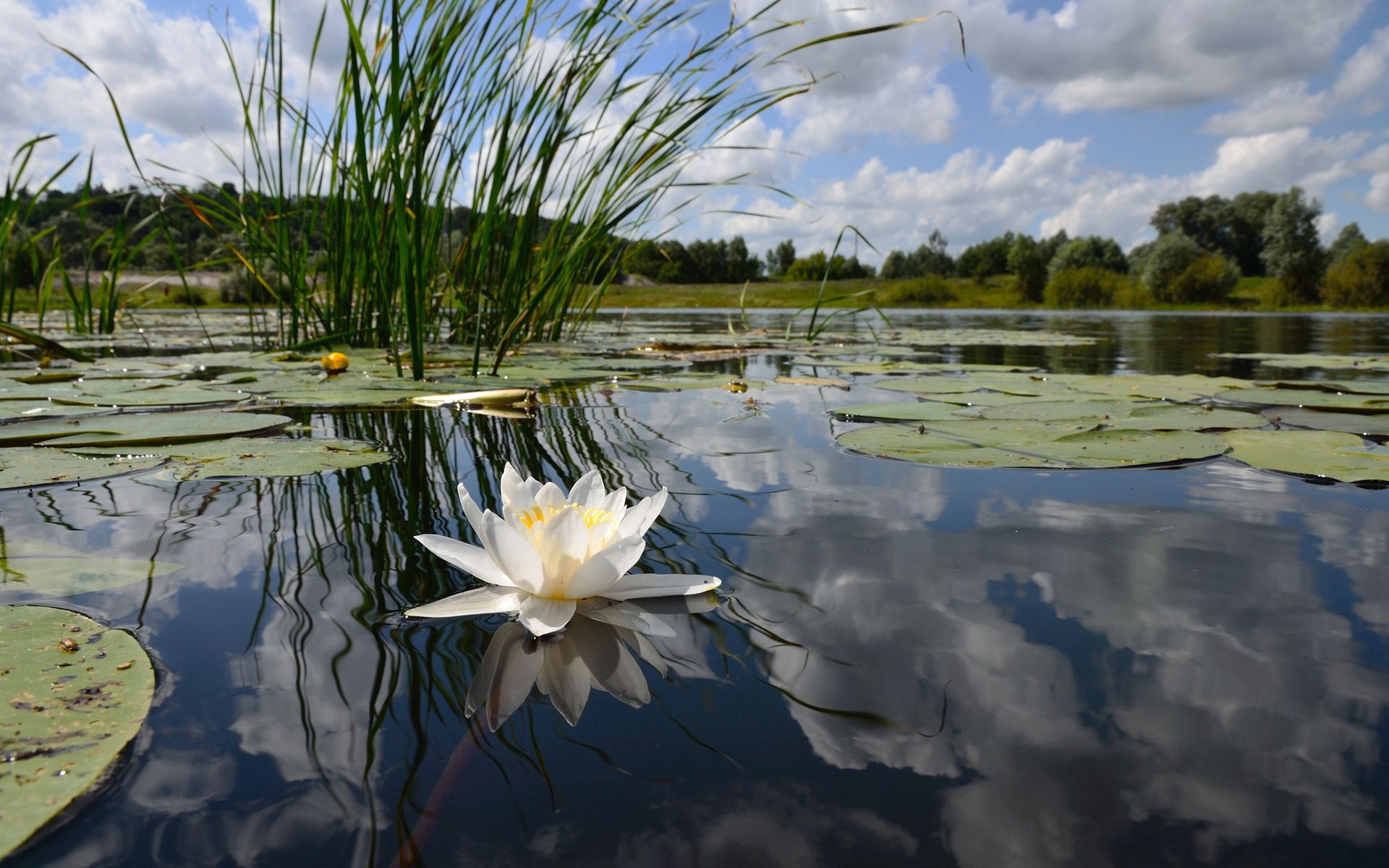 android lake, reflection, flower, water lily, nature, clouds, lily, mirror