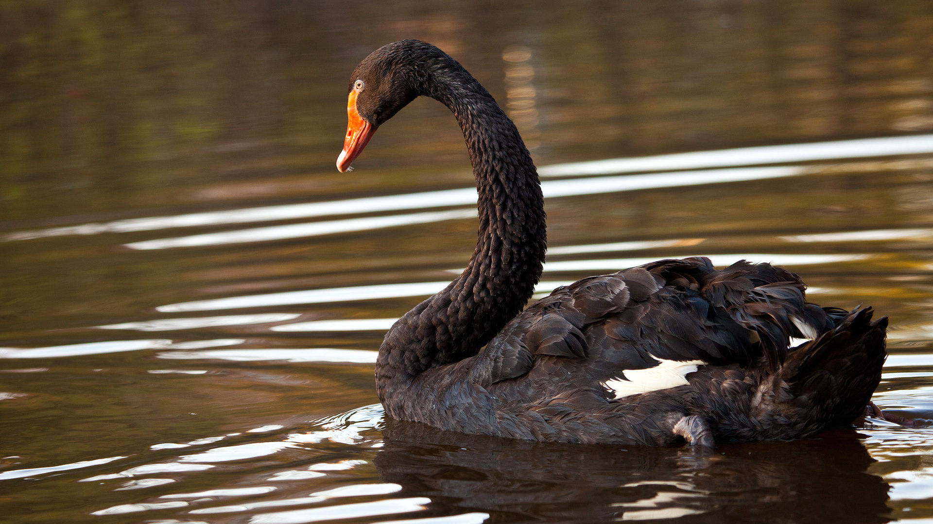 Черный лебедь на озере