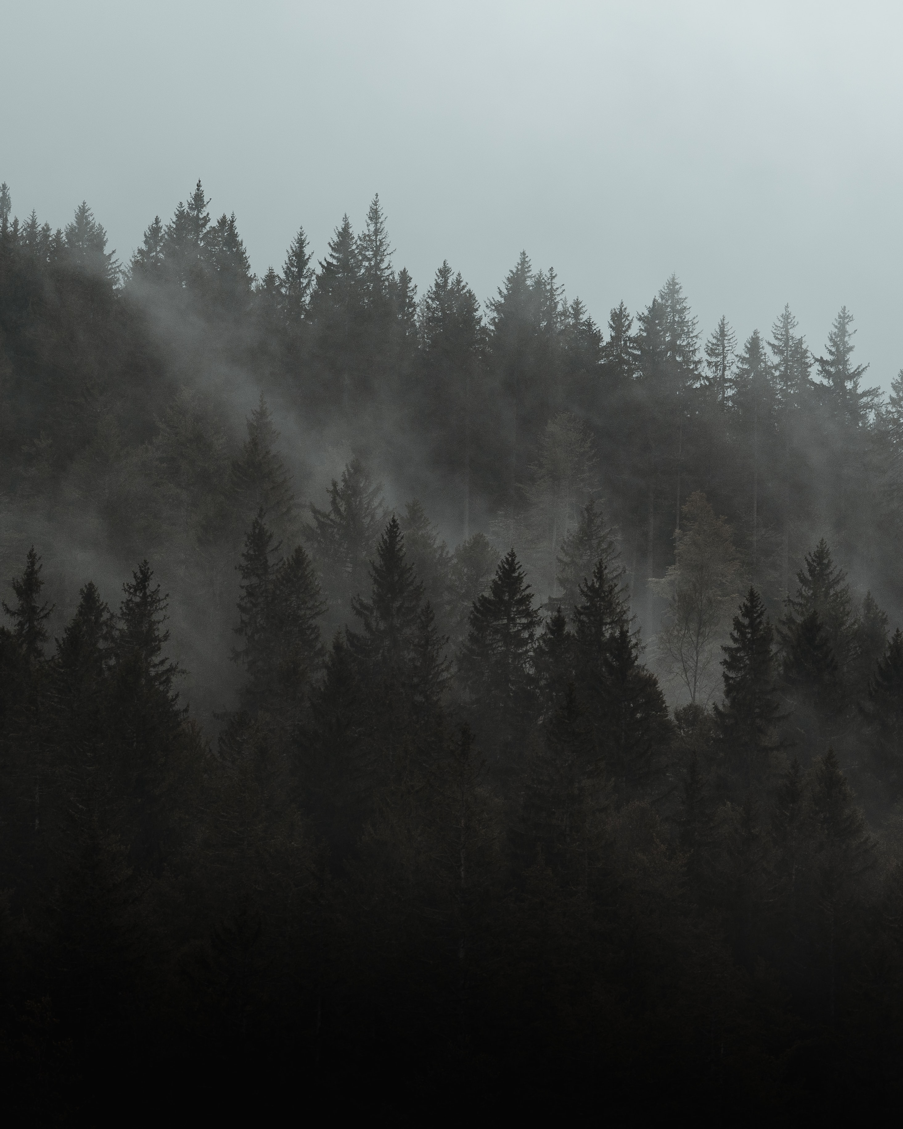 129561壁紙のダウンロード雲, 自然, 木, 松, 森林, 森, 霧-スクリーンセーバーと写真を無料で