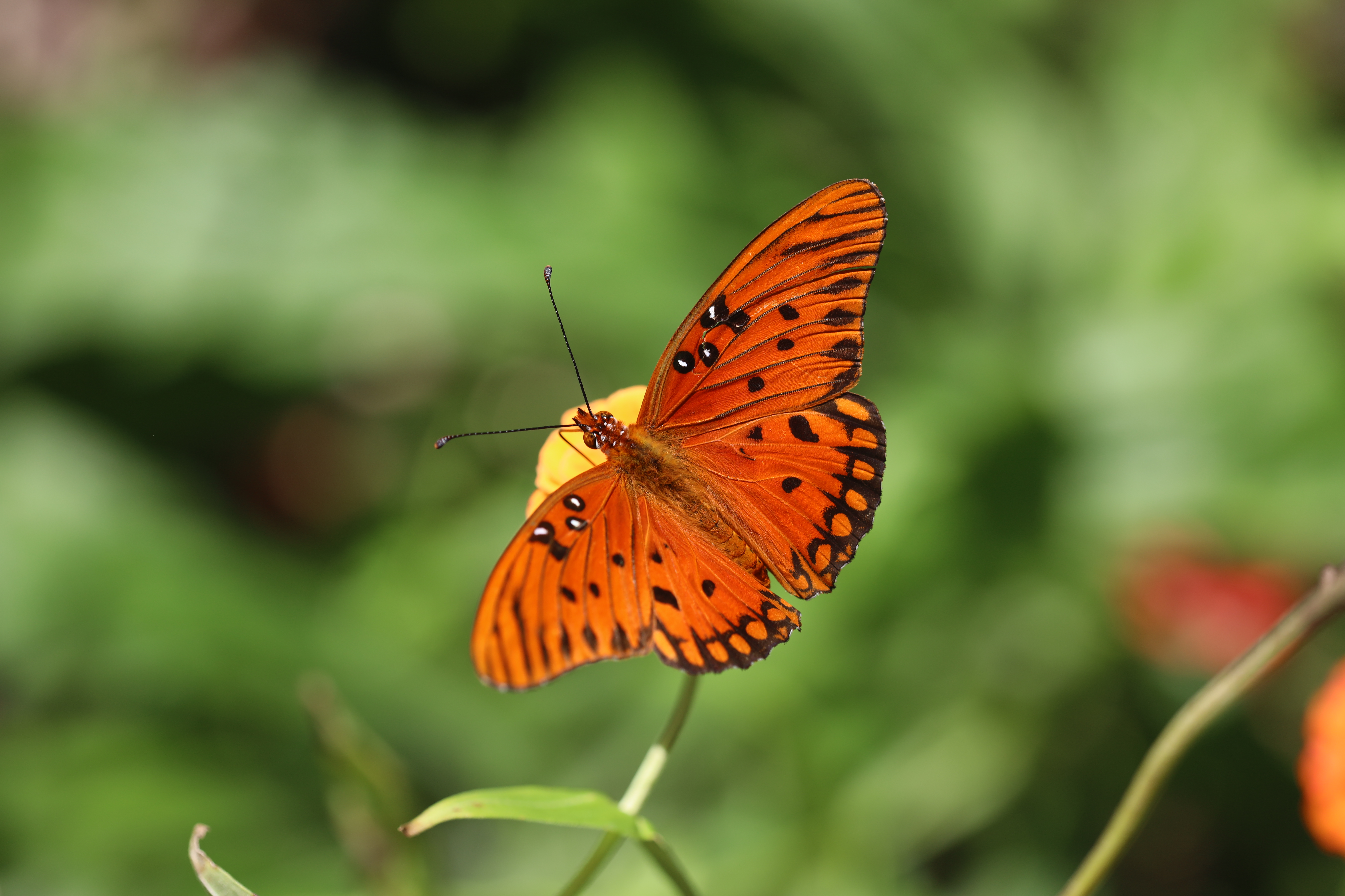 54321壁紙のダウンロード蝶, 昆虫, 大きい, マクロ, 褐色, バタフライ-スクリーンセーバーと写真を無料で