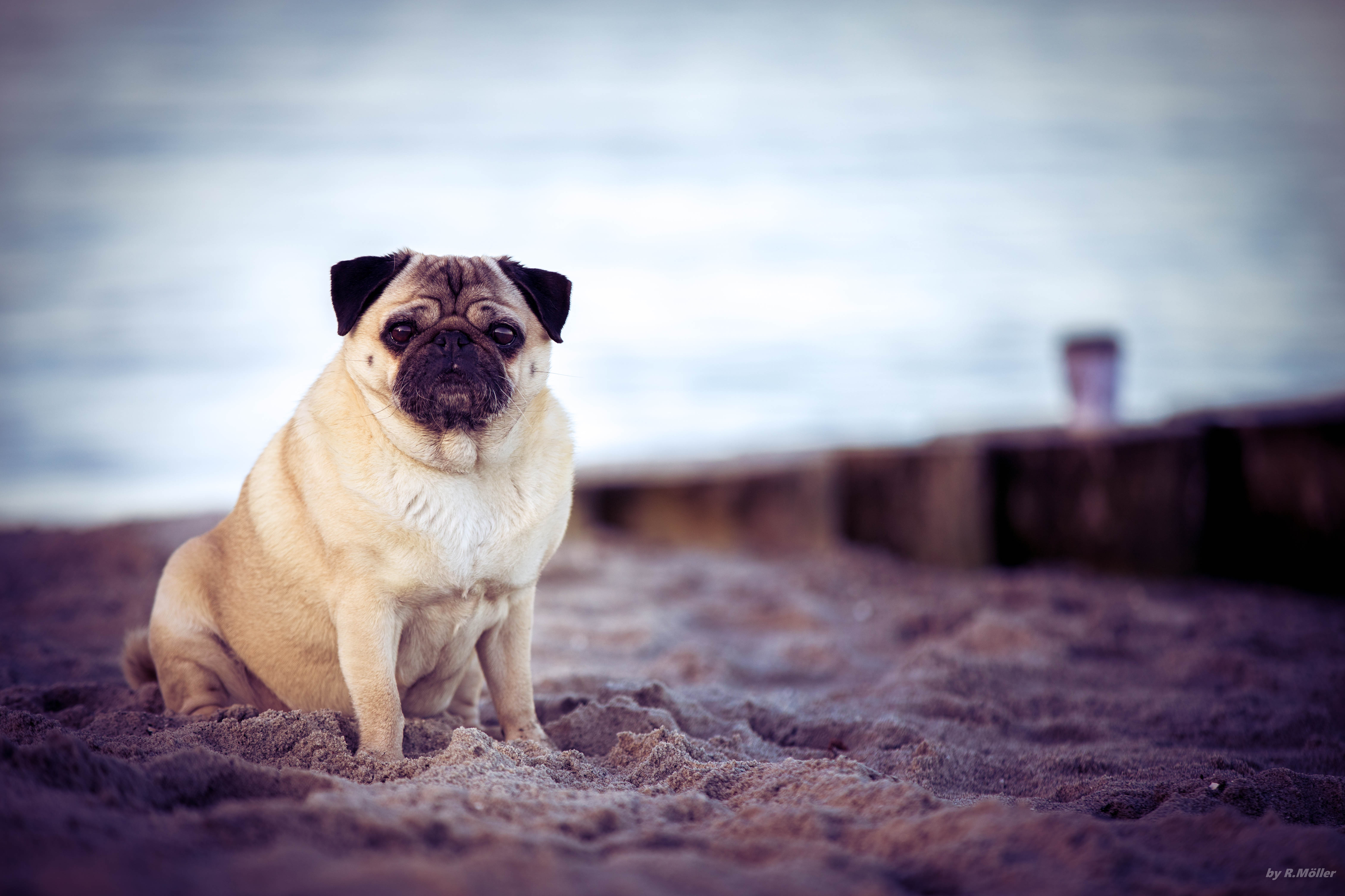 animals, beach, dog, pet, pug Phone Background