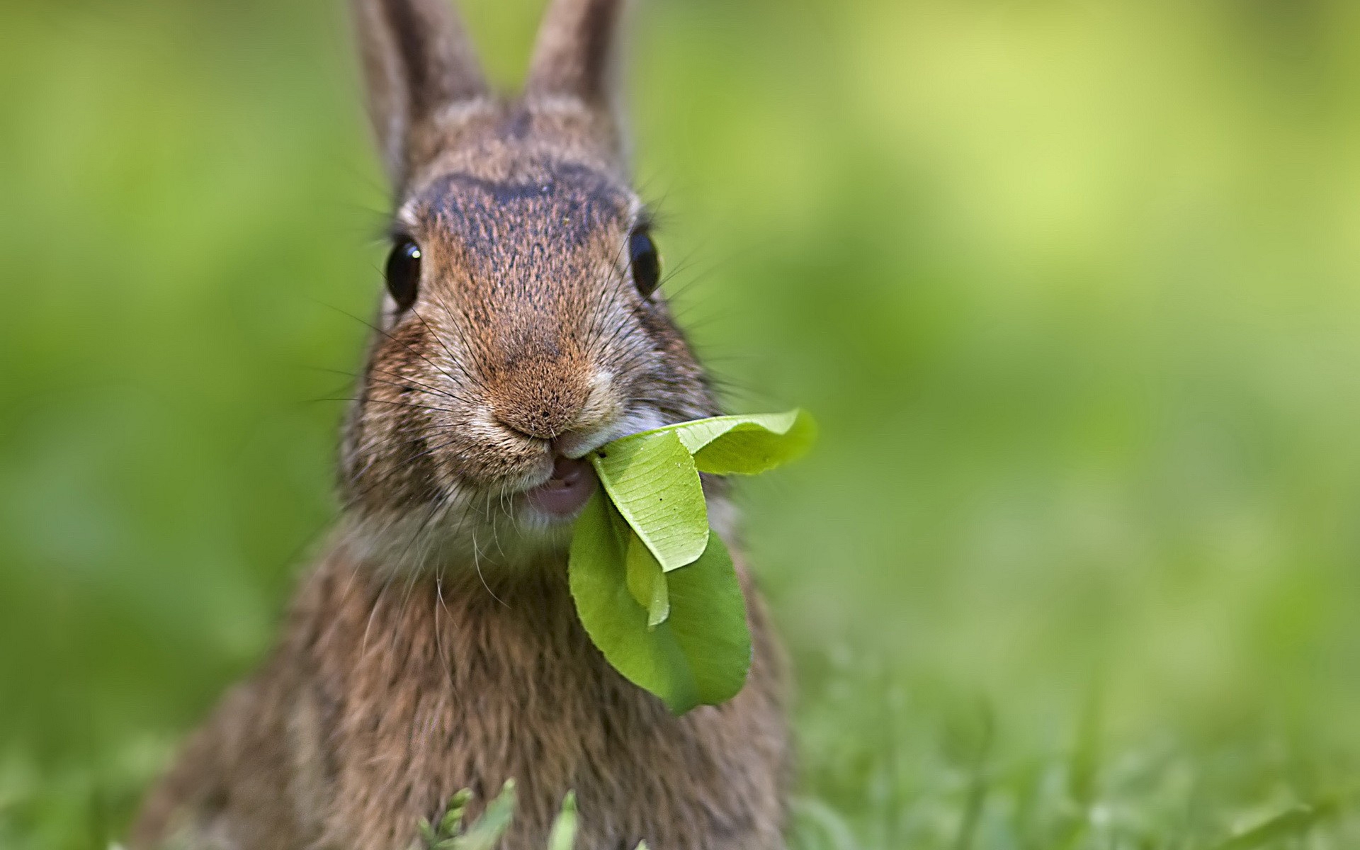 35949 Bild herunterladen kaninchen, tiere - Hintergrundbilder und Bildschirmschoner kostenlos
