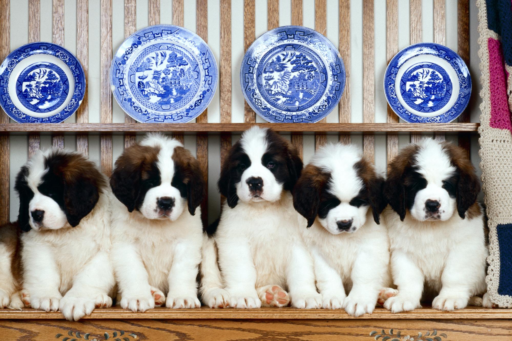 dog, animal, st bernard, cute, puppy, dogs
