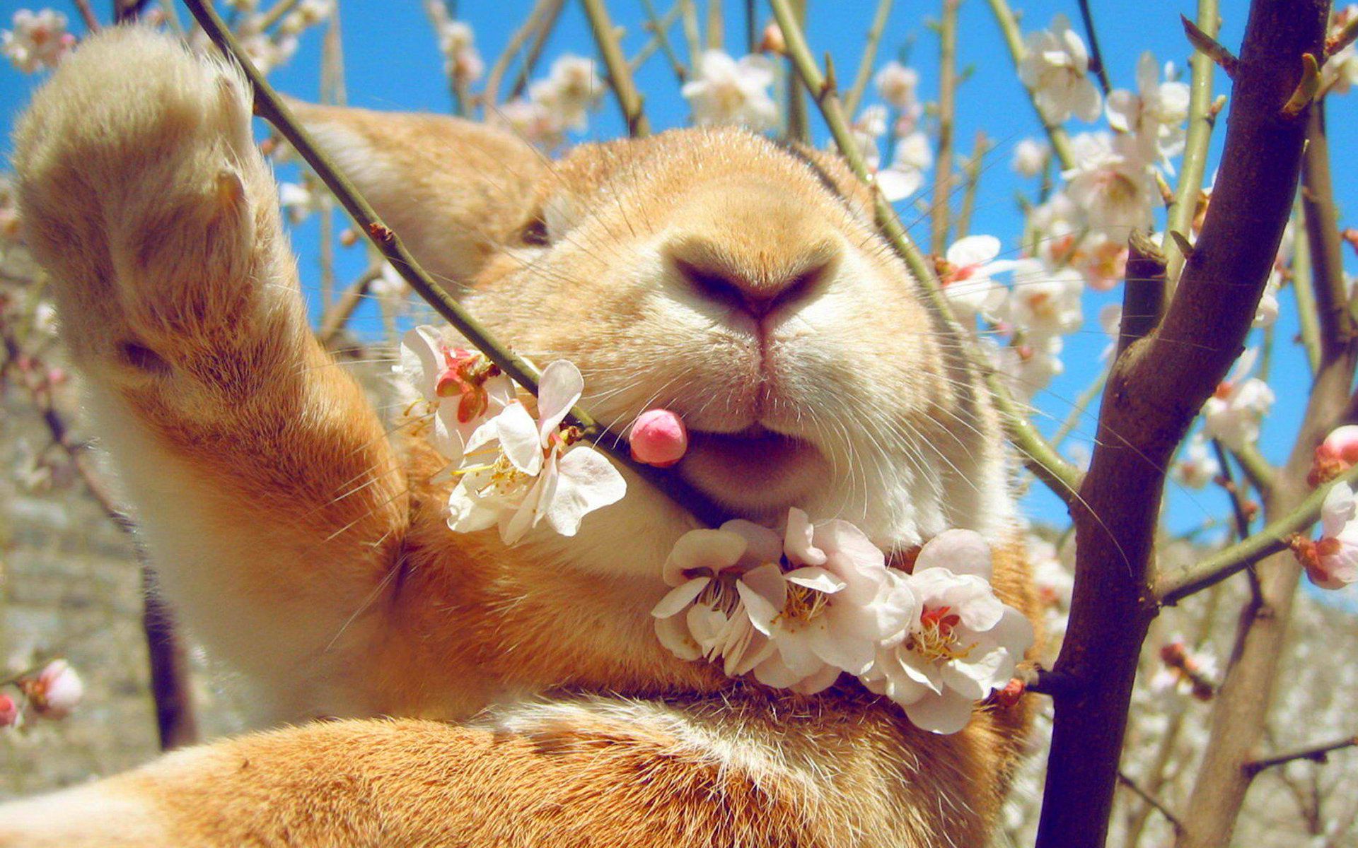 146472 скачать картинку весна, цветы, животные, морда, кролик - обои и заставки бесплатно