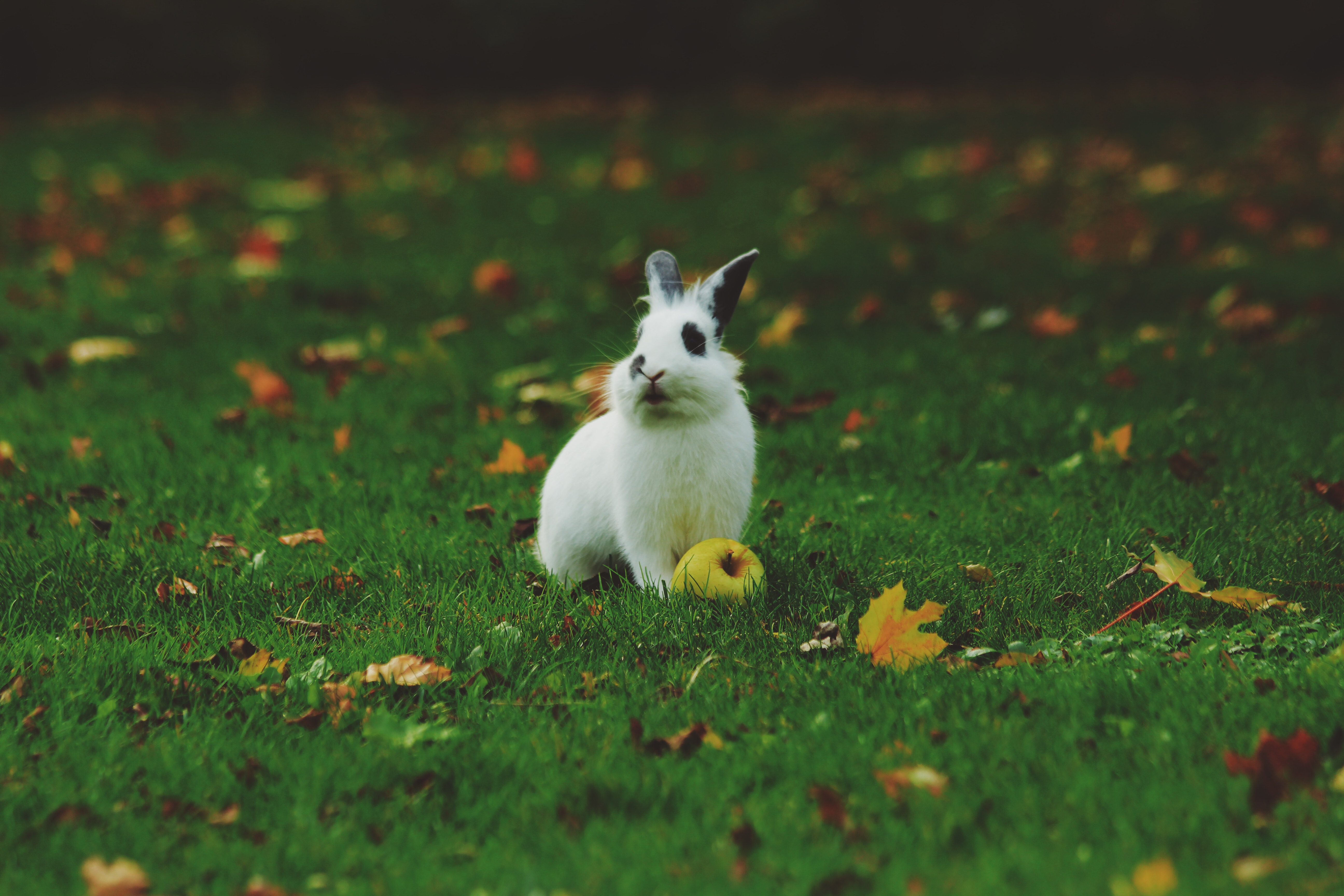 93898 Bildschirmschoner und Hintergrundbilder Kaninchen auf Ihrem Telefon. Laden Sie  Bilder kostenlos herunter