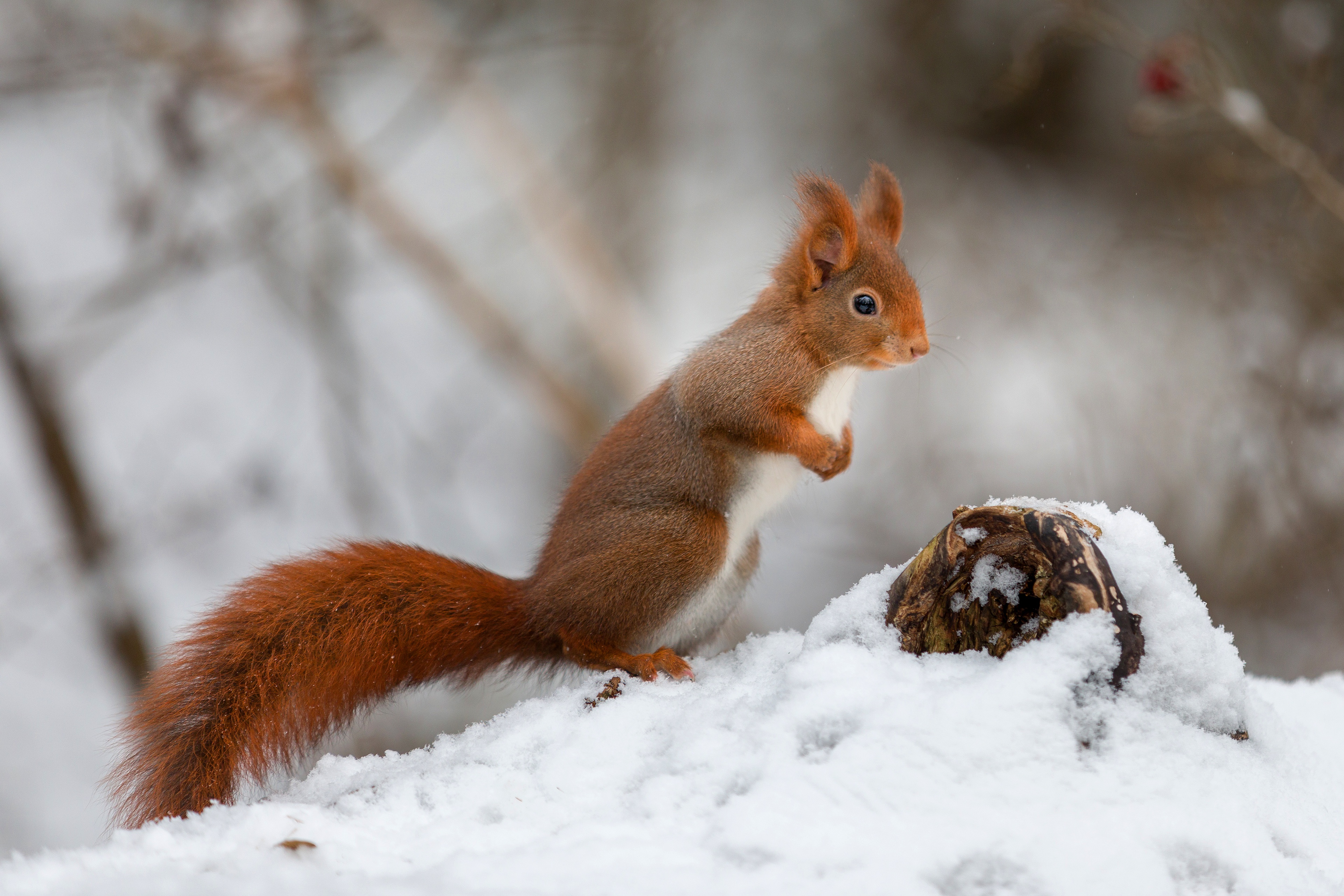 Download mobile wallpaper Winter, Squirrel, Snow, Animal for free.