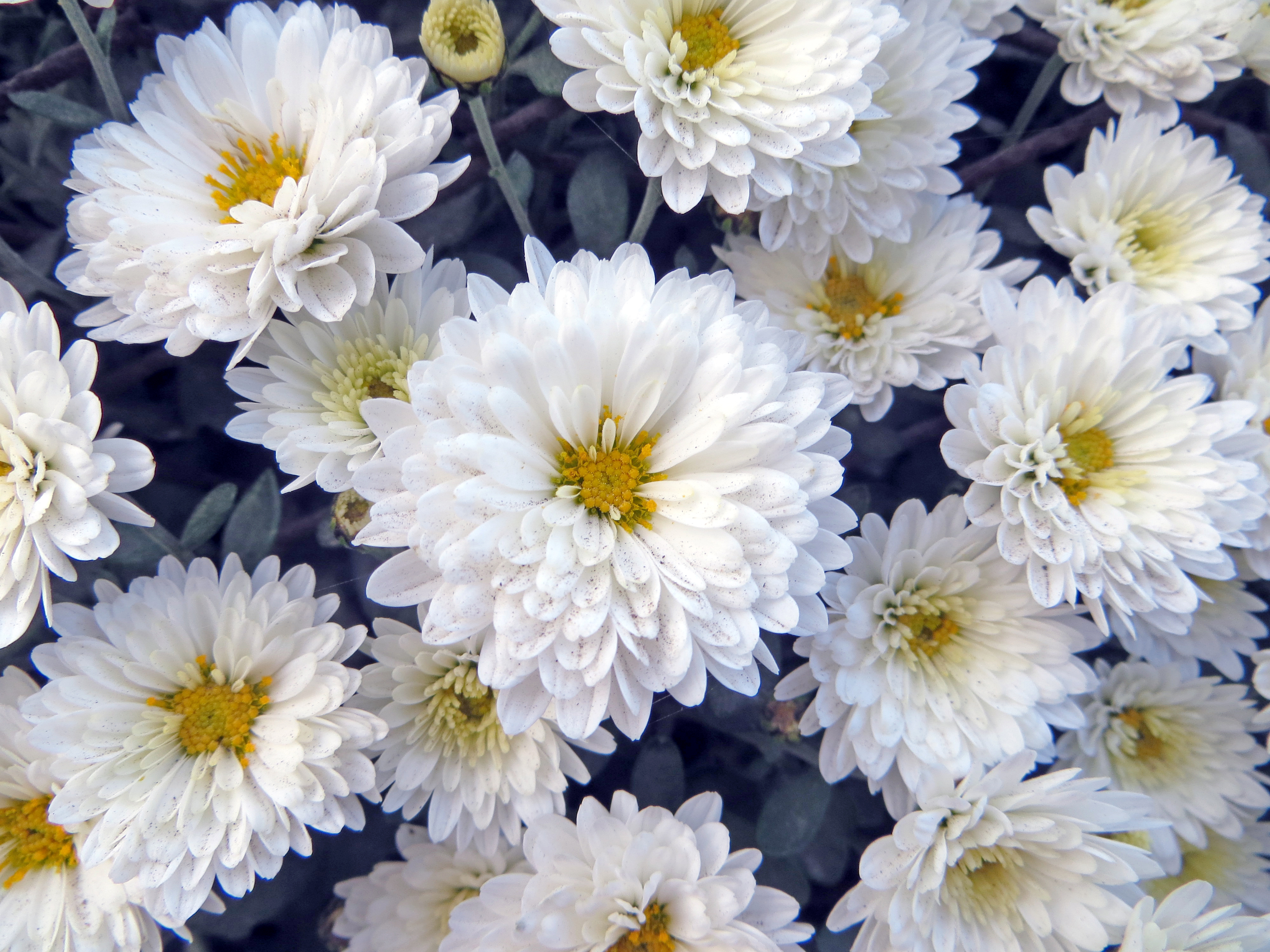 1527199 descargar fondo de pantalla tierra/naturaleza, crisantemo, flor, flor blanca, flores: protectores de pantalla e imágenes gratis
