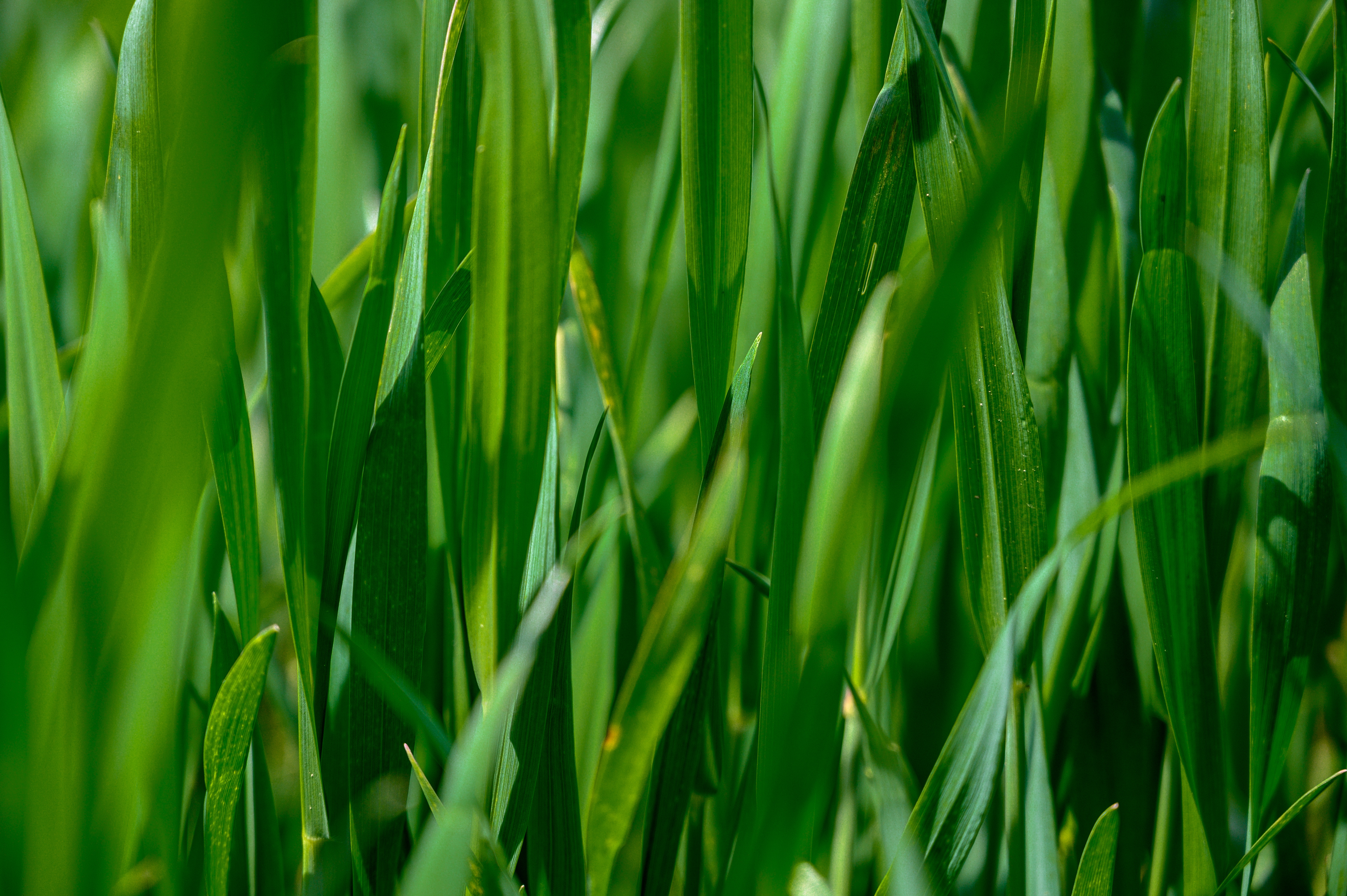 Download mobile wallpaper Grass, Plant, Nature, Leaves for free.